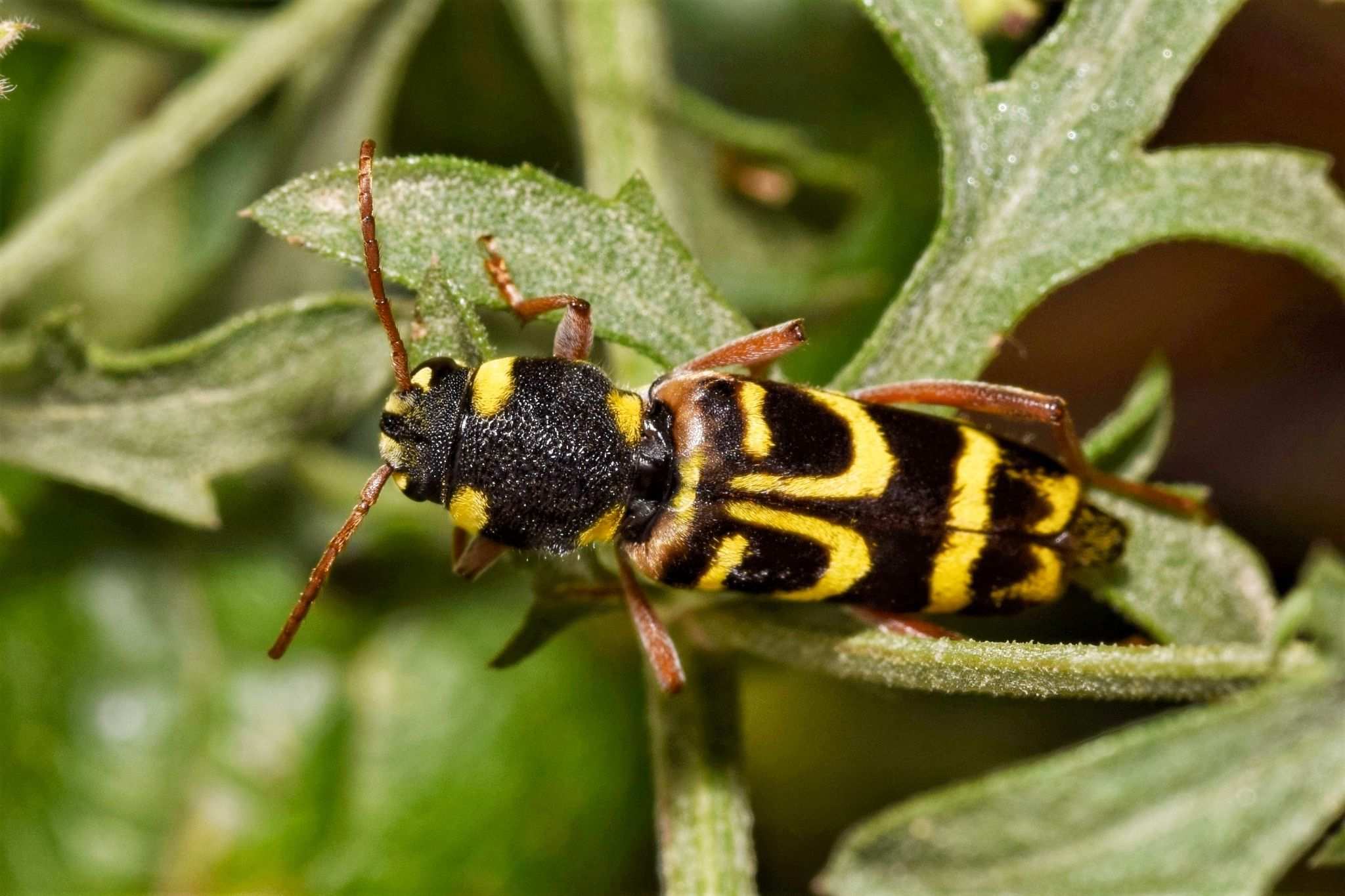 Xylotrechus arvicola