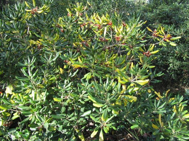 Erythricium salmonicolor
