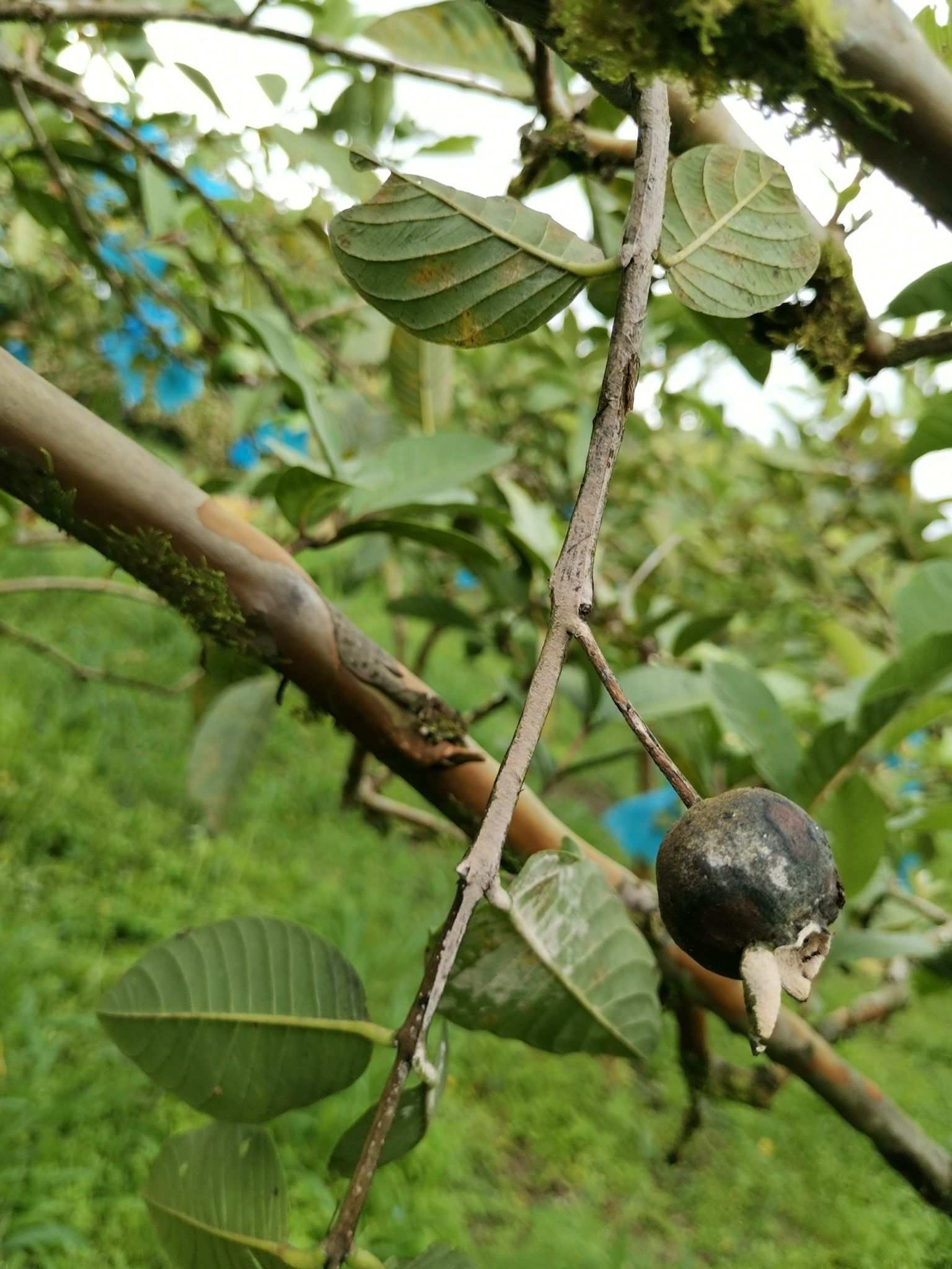 Erythricium salmonicolor