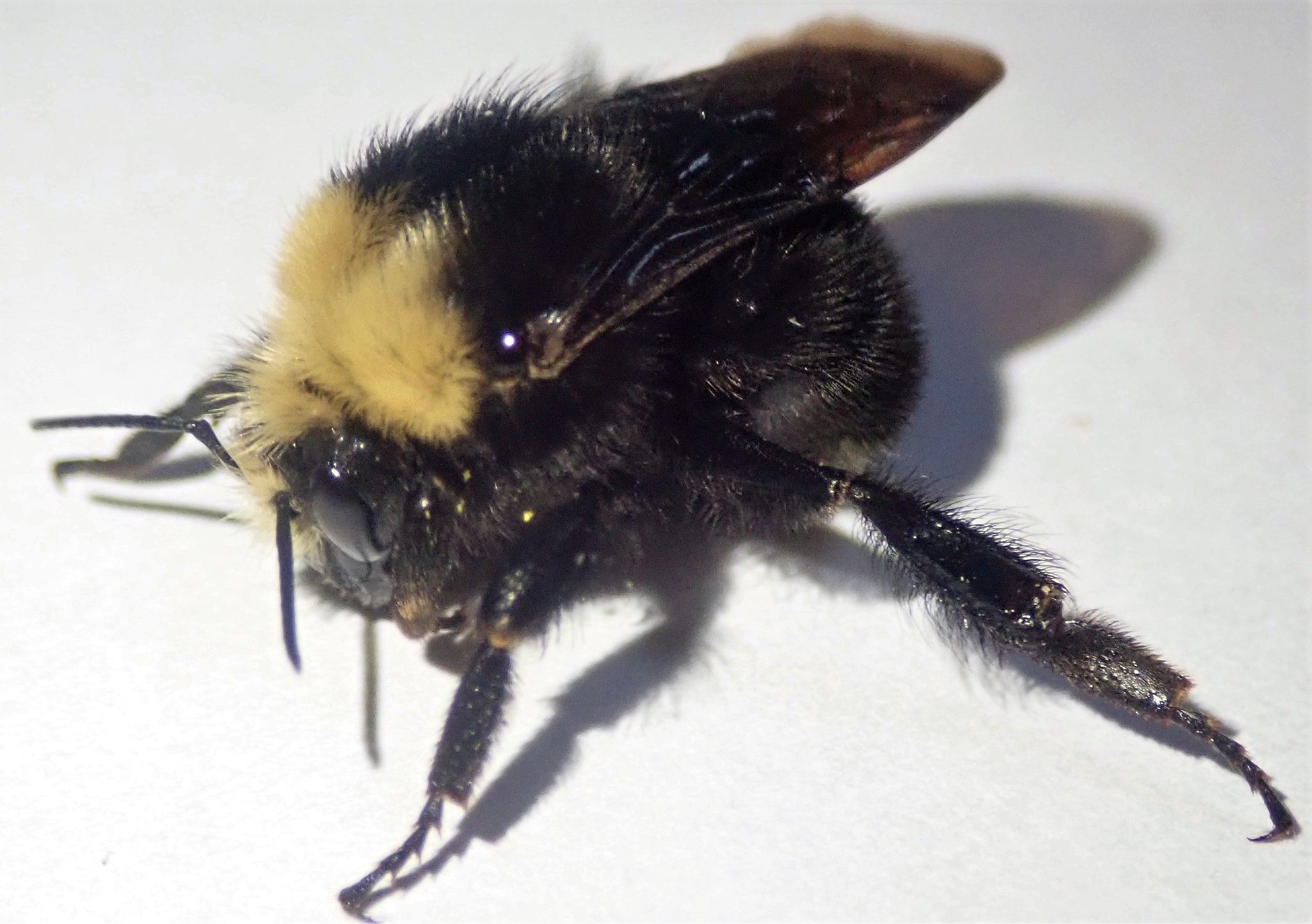 Bombus caliginosus