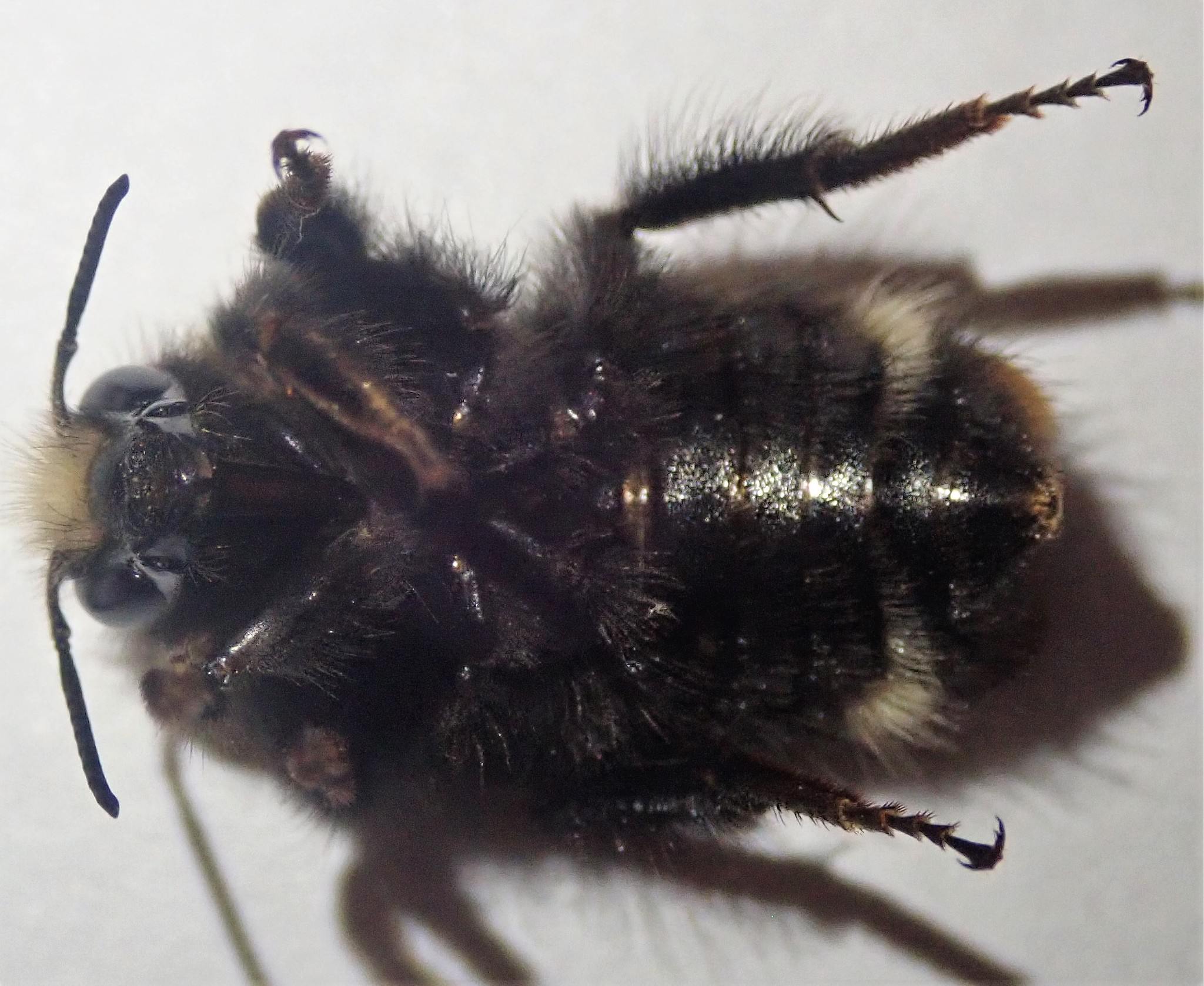 Bombus caliginosus