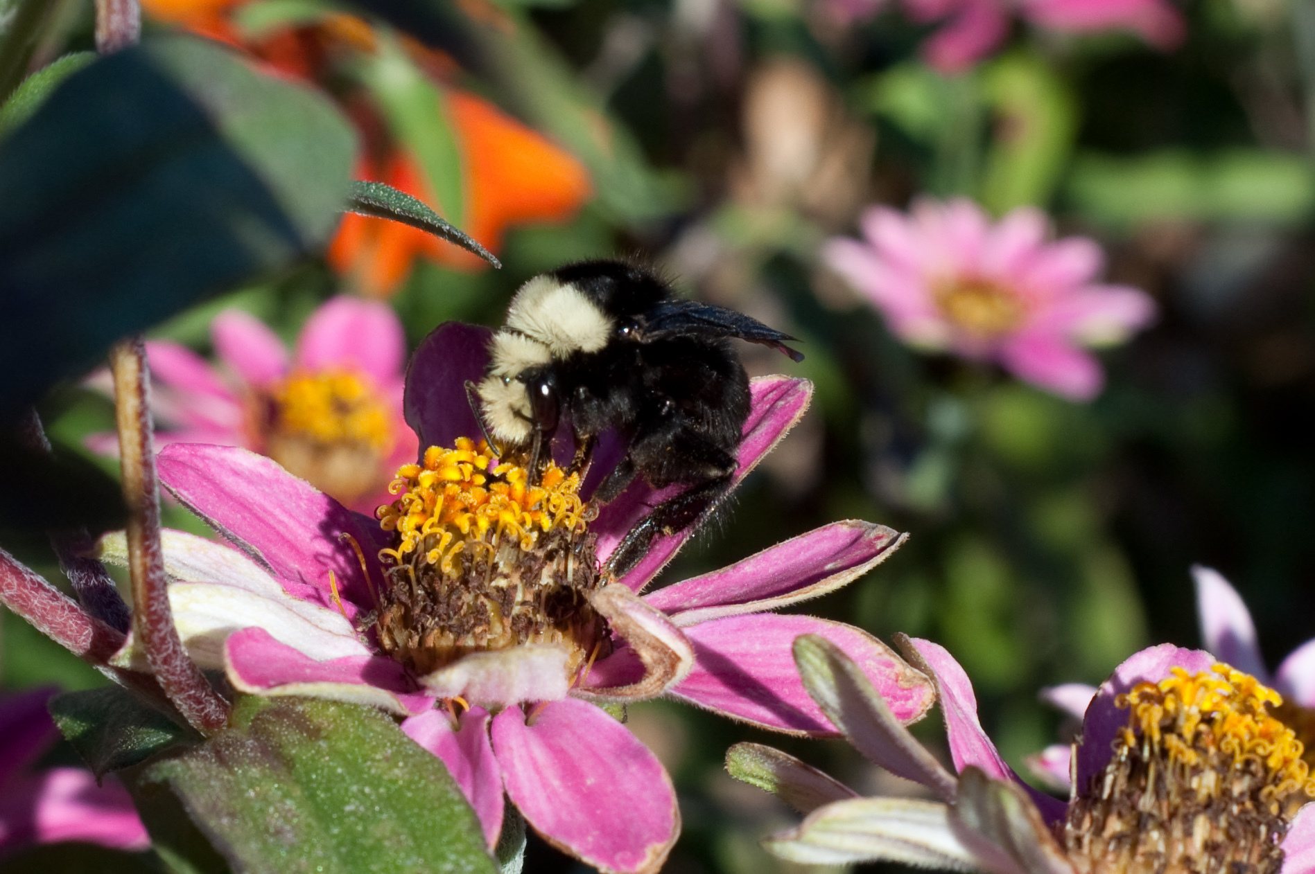 Bombus caliginosus