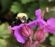 Bombus caliginosus