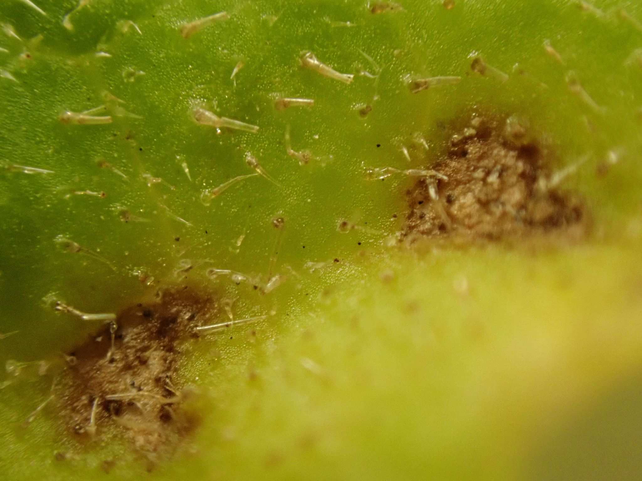 Septoria cucurbitacearum