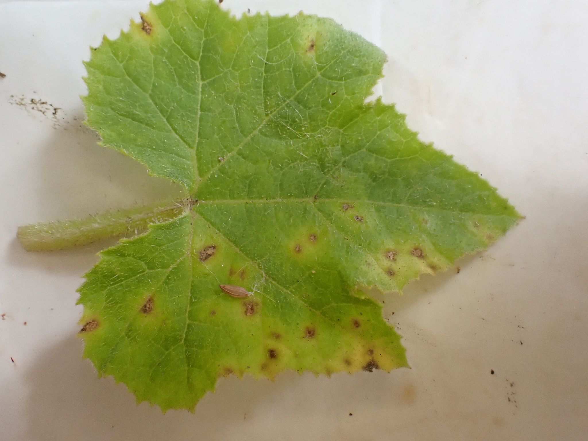 Septoria cucurbitacearum