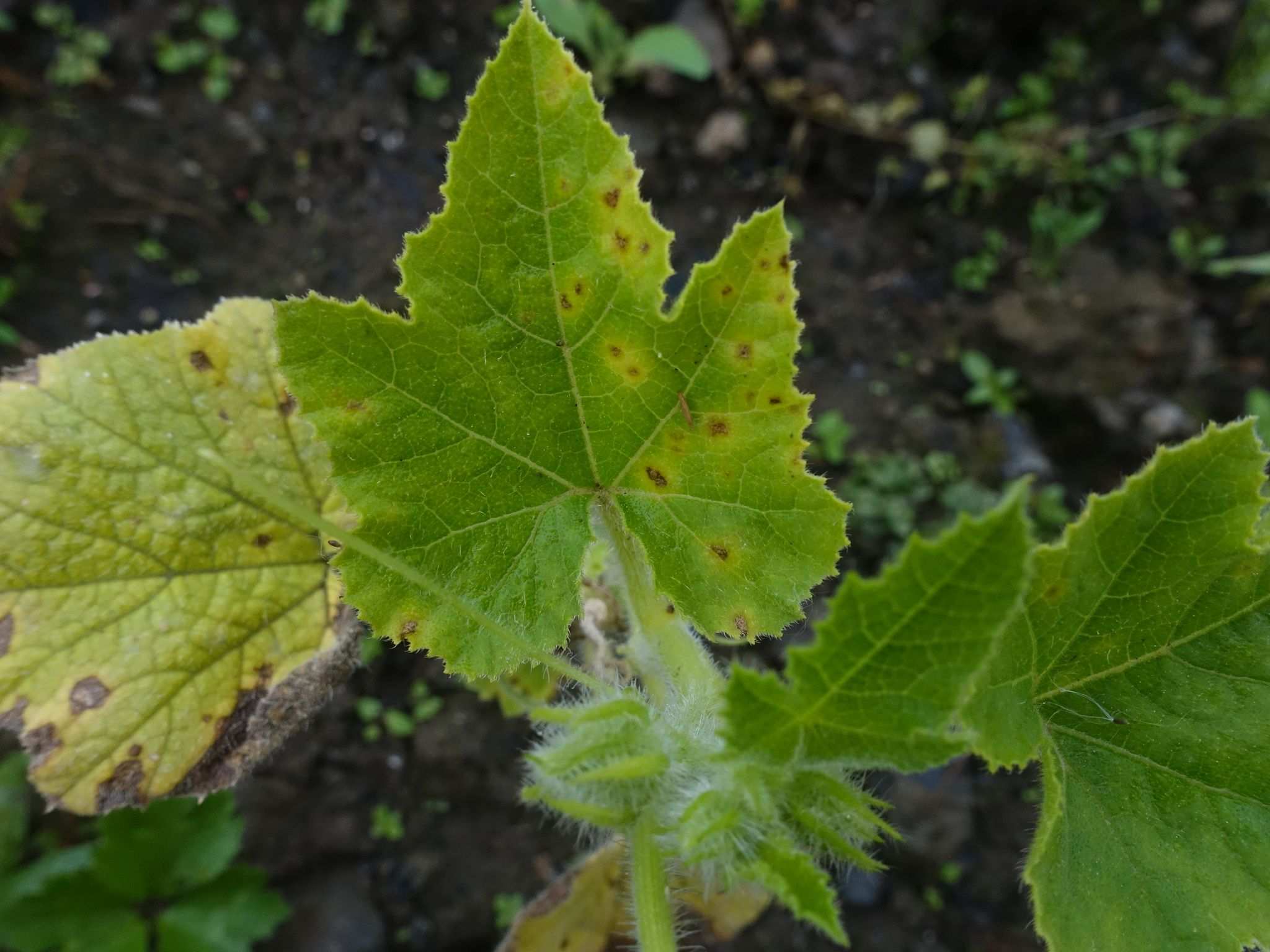Septoria cucurbitacearum