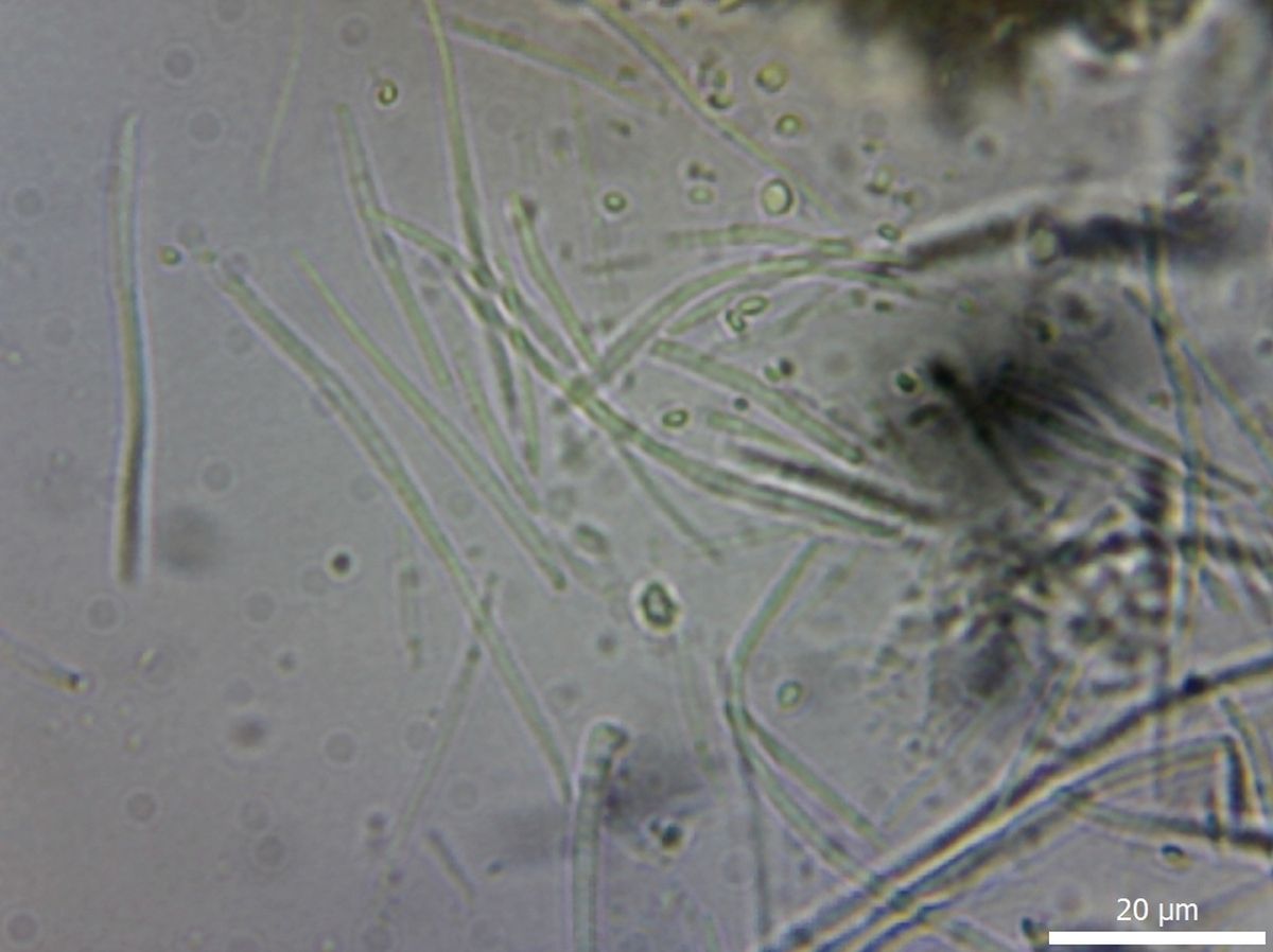Septoria cucurbitacearum