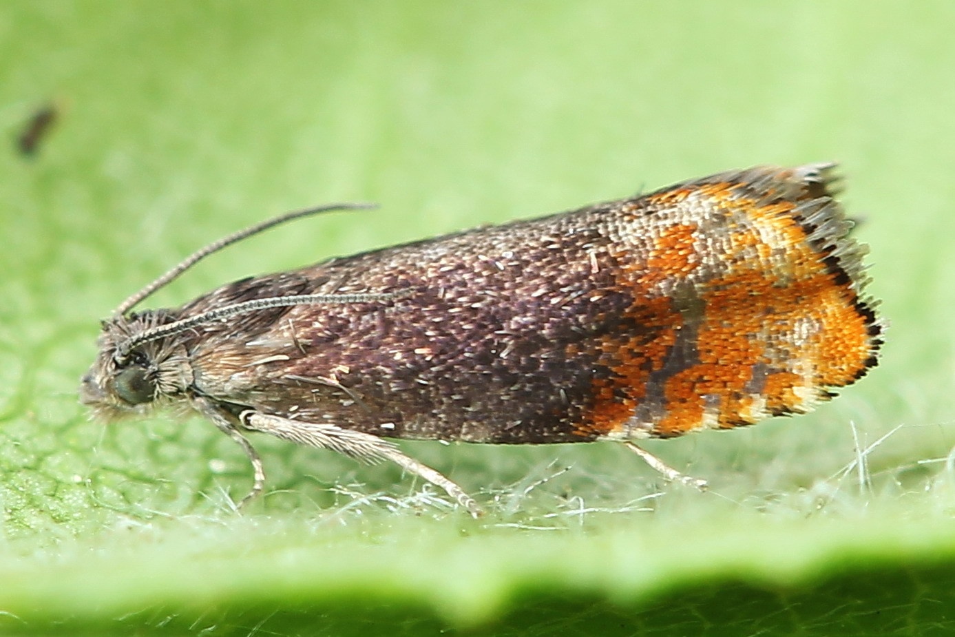 Pammene rhediella