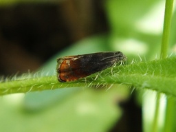 Pammene rhediella