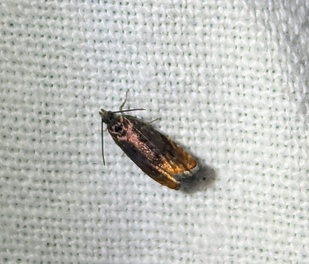 Pammene rhediella
