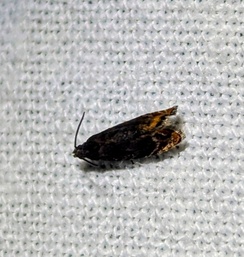 Pammene rhediella