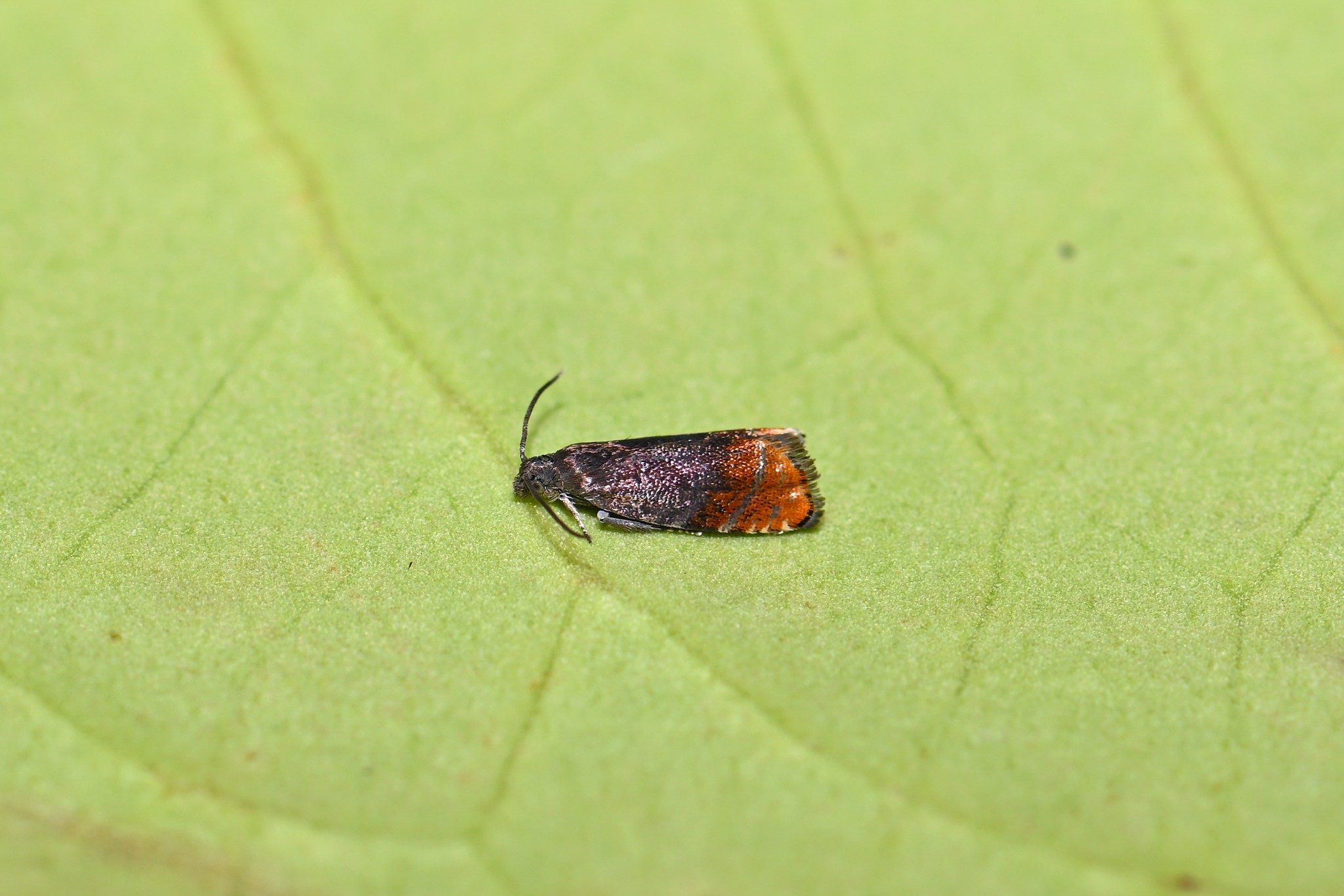 Pammene rhediella