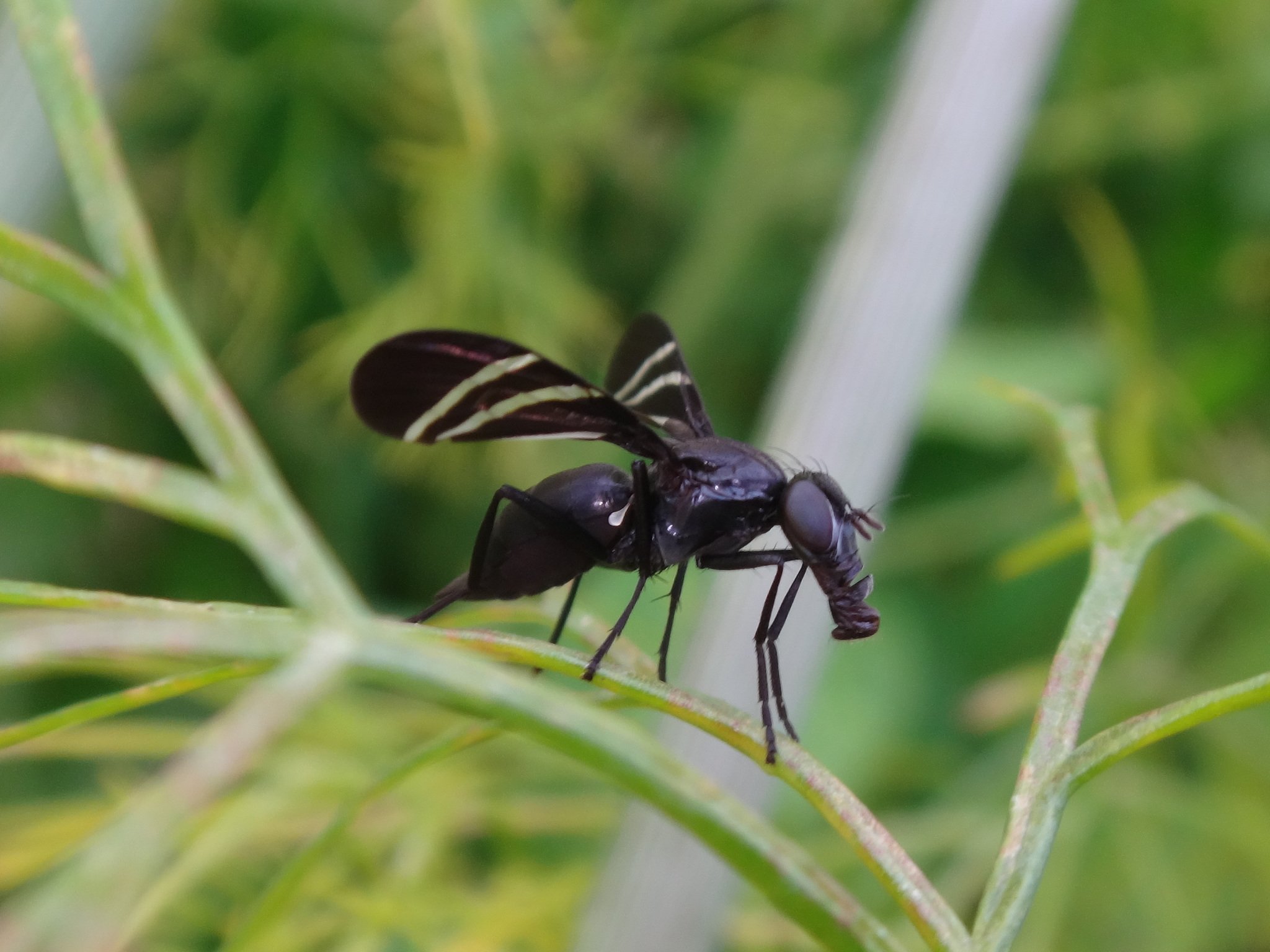 Tritoxa flexa