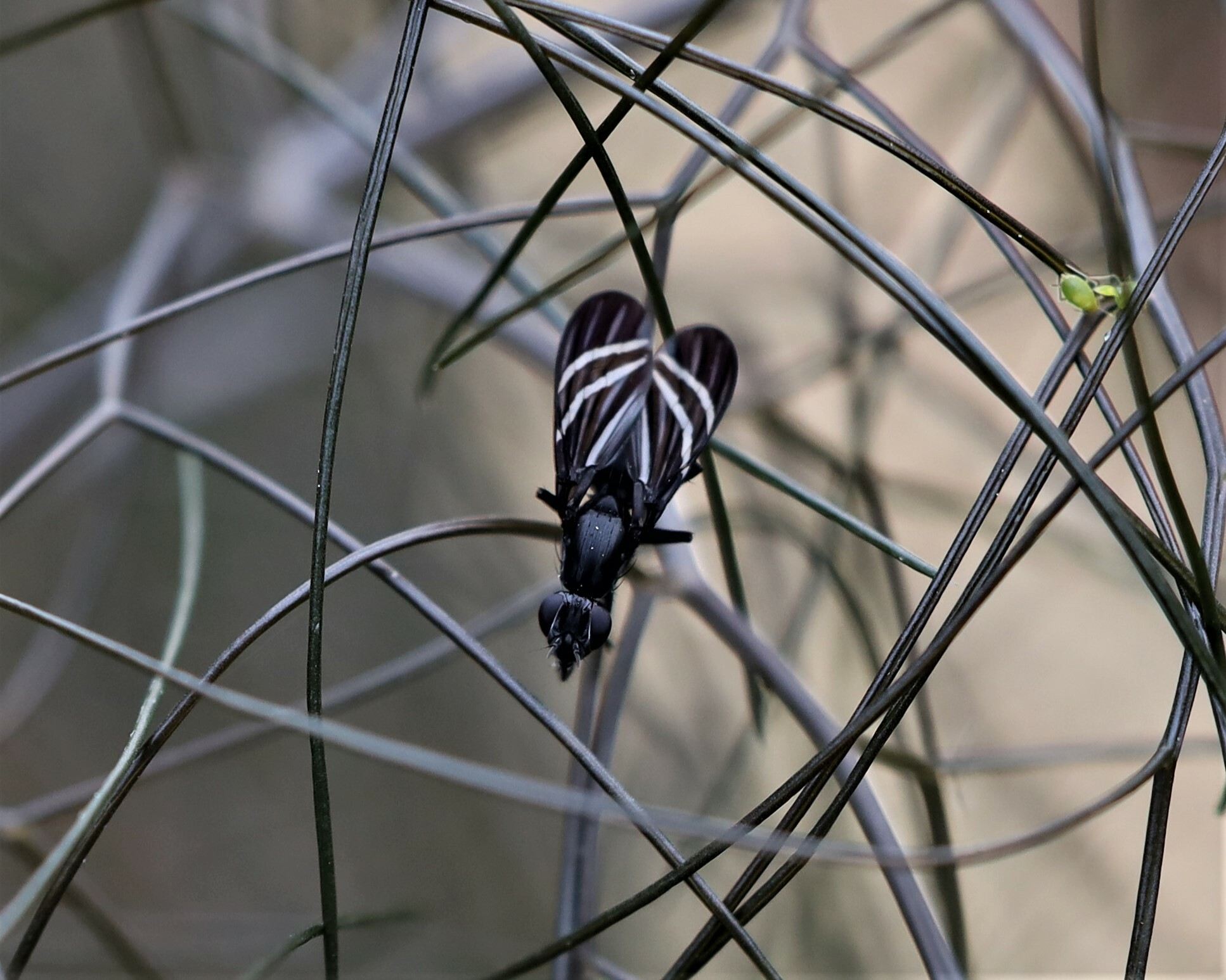Tritoxa flexa