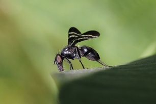 Tritoxa flexa