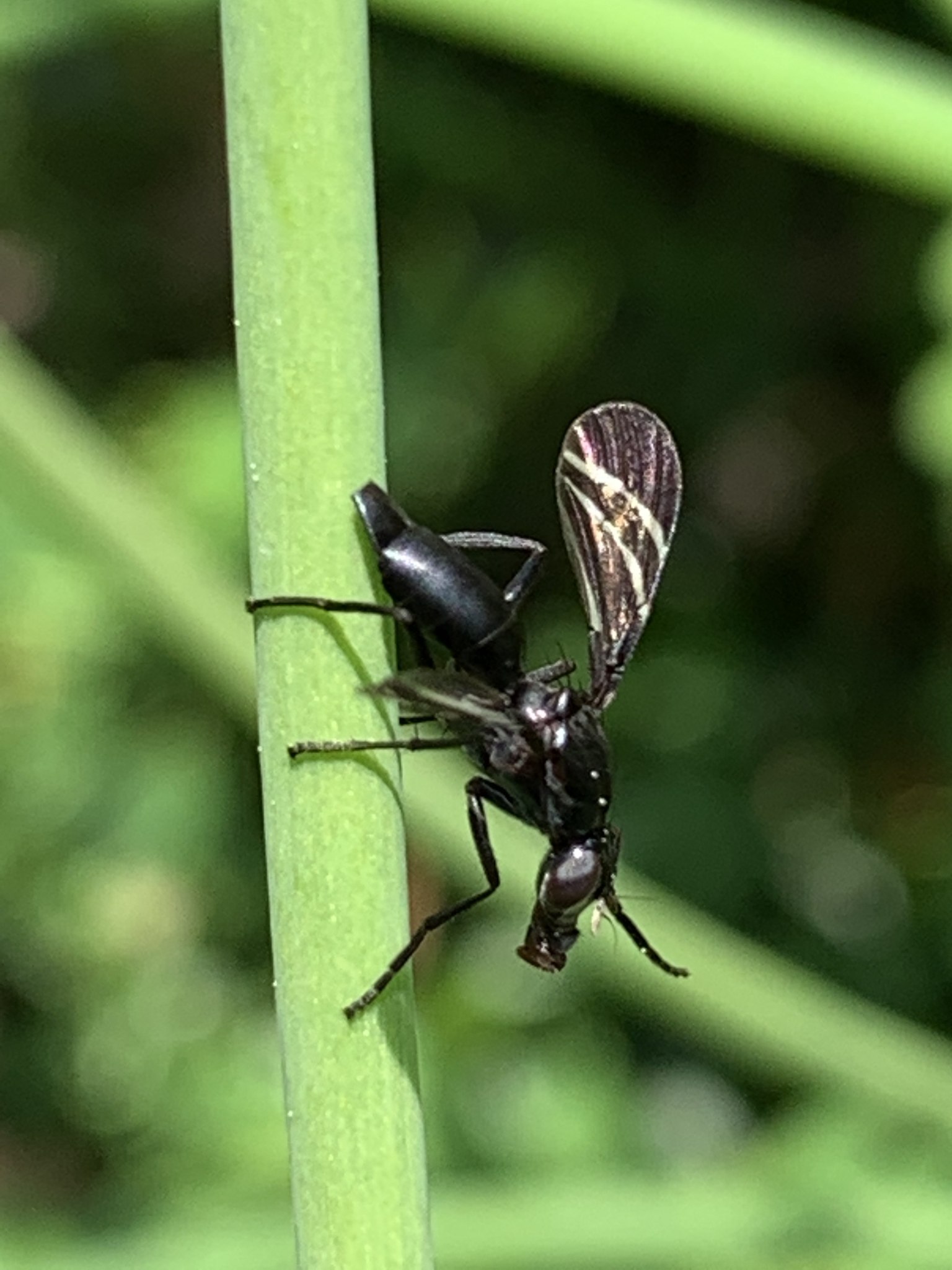 Tritoxa flexa