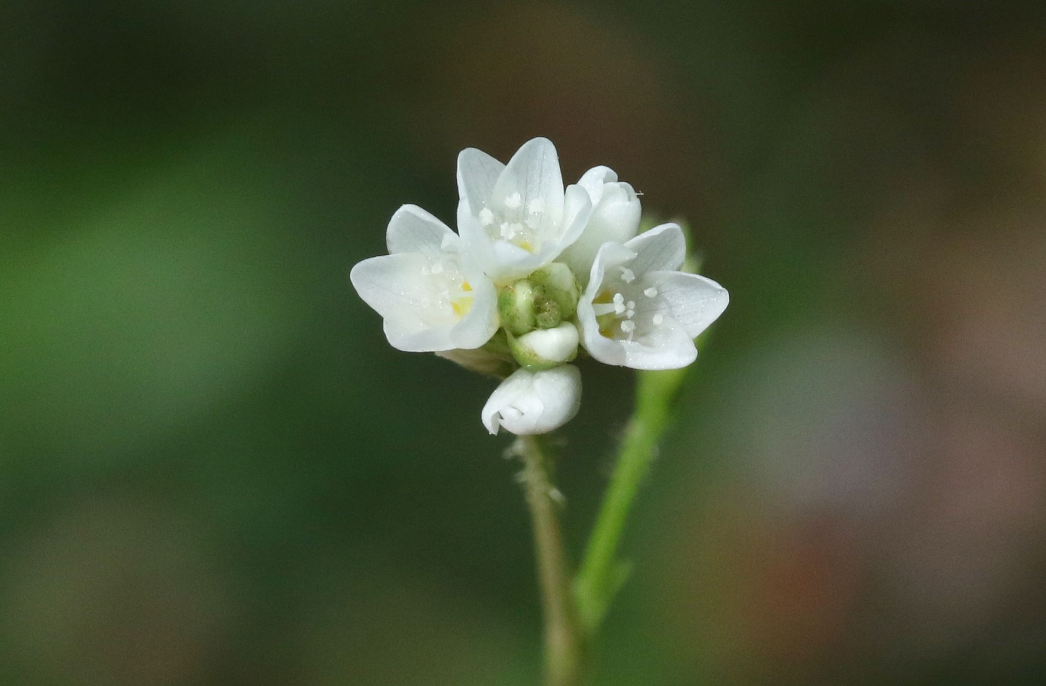 Persicaria strigosa