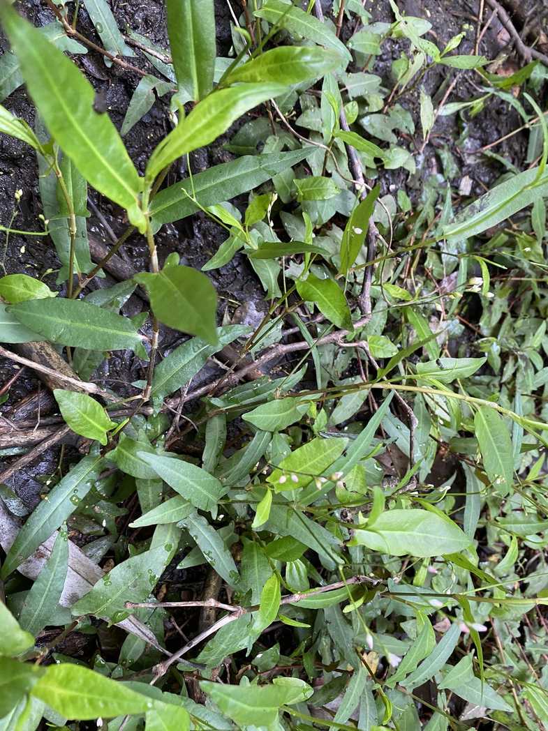 Persicaria strigosa