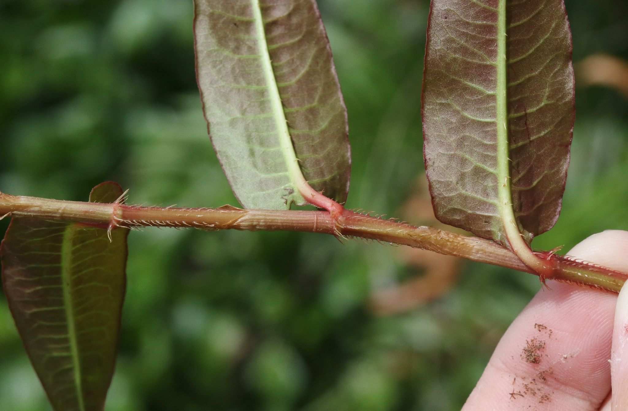 Persicaria strigosa
