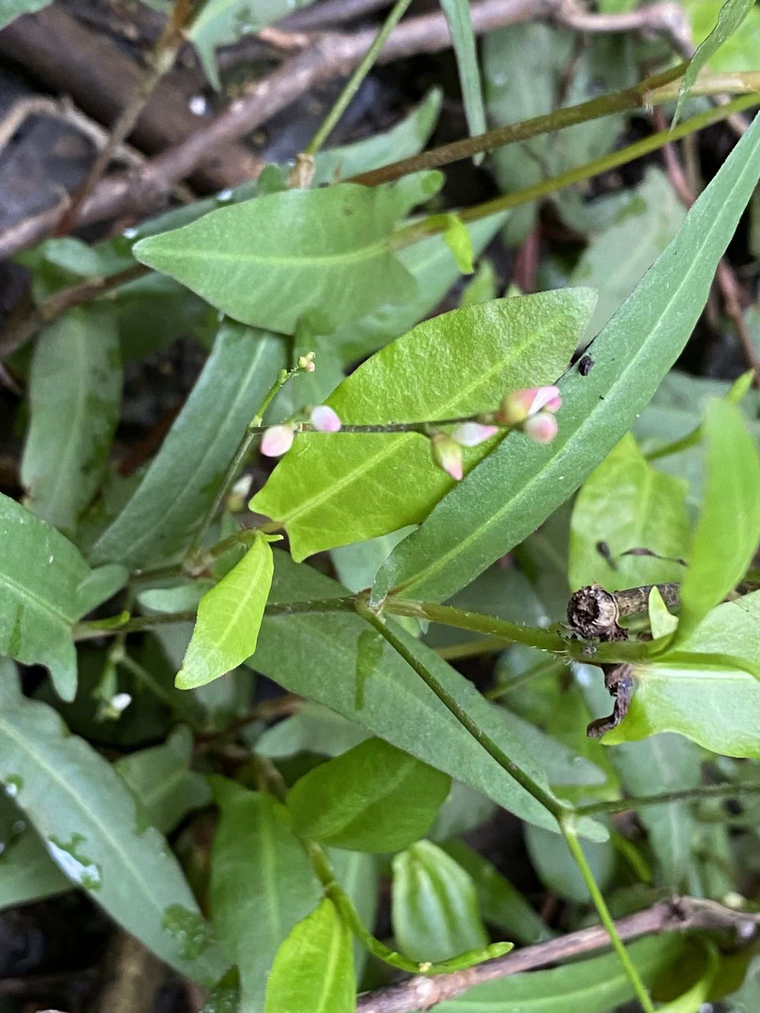 Persicaria strigosa