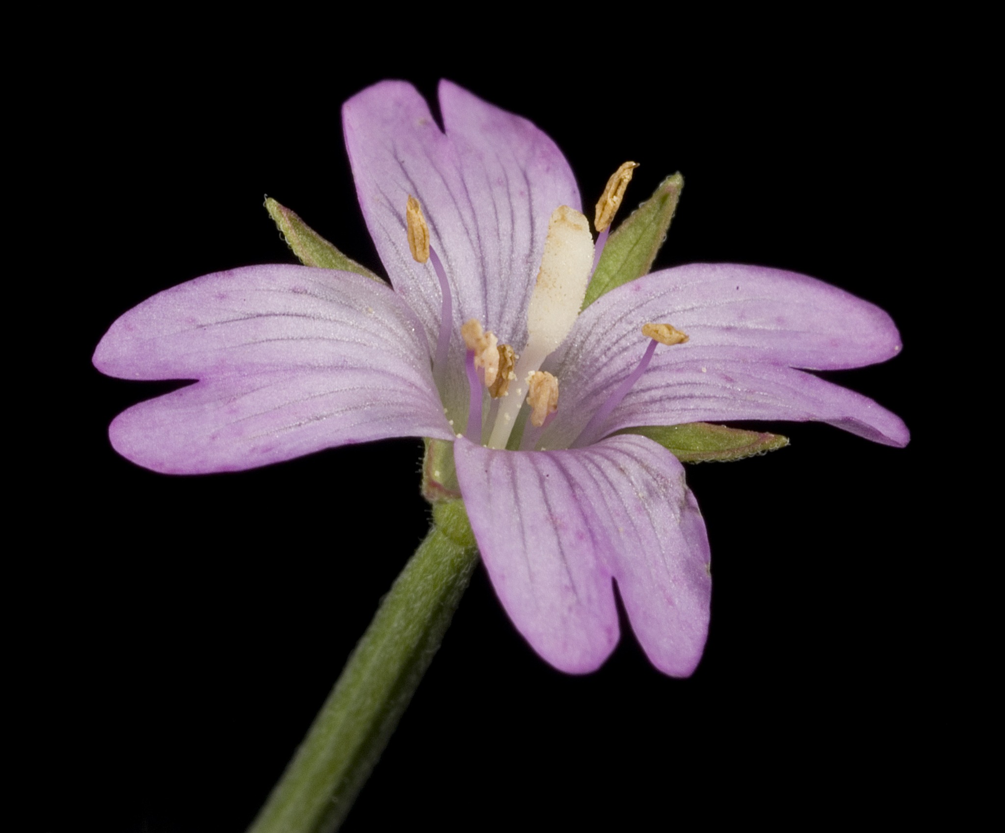 Epilobium tetragonum