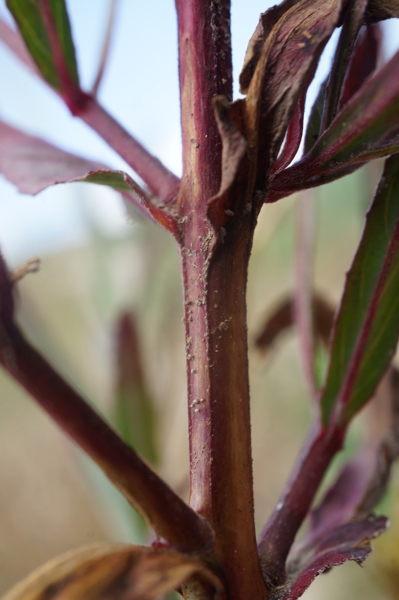 Epilobium tetragonum