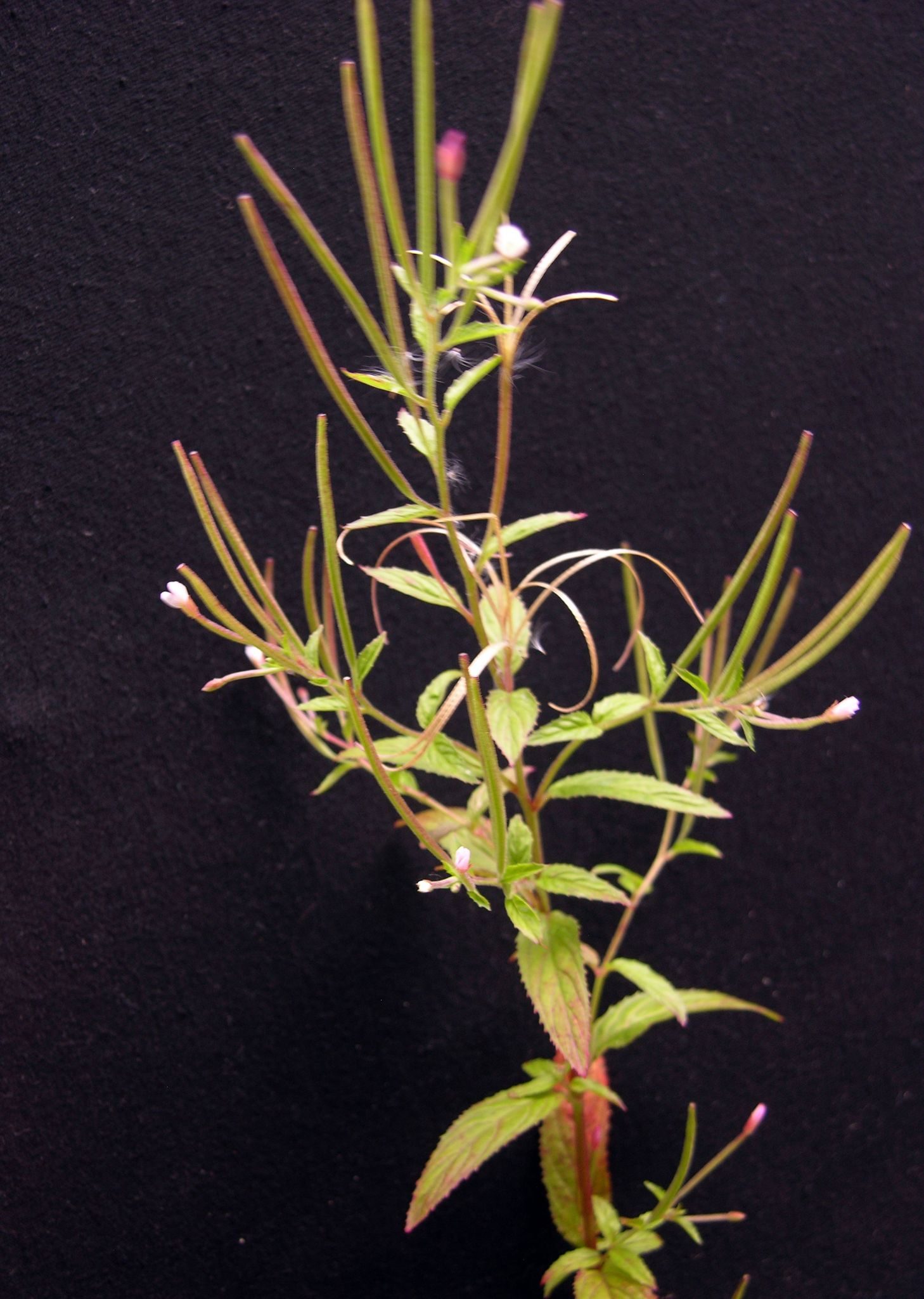 Epilobium tetragonum