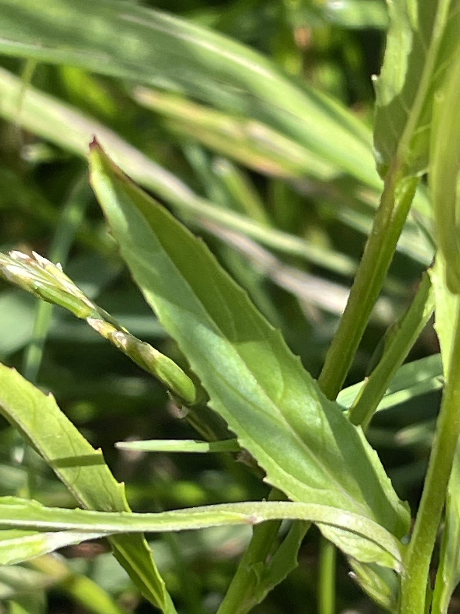 Epilobium tetragonum