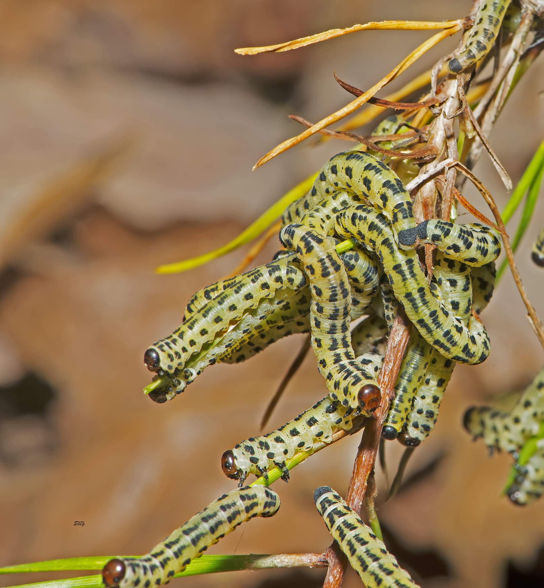 Neodiprion lecontei