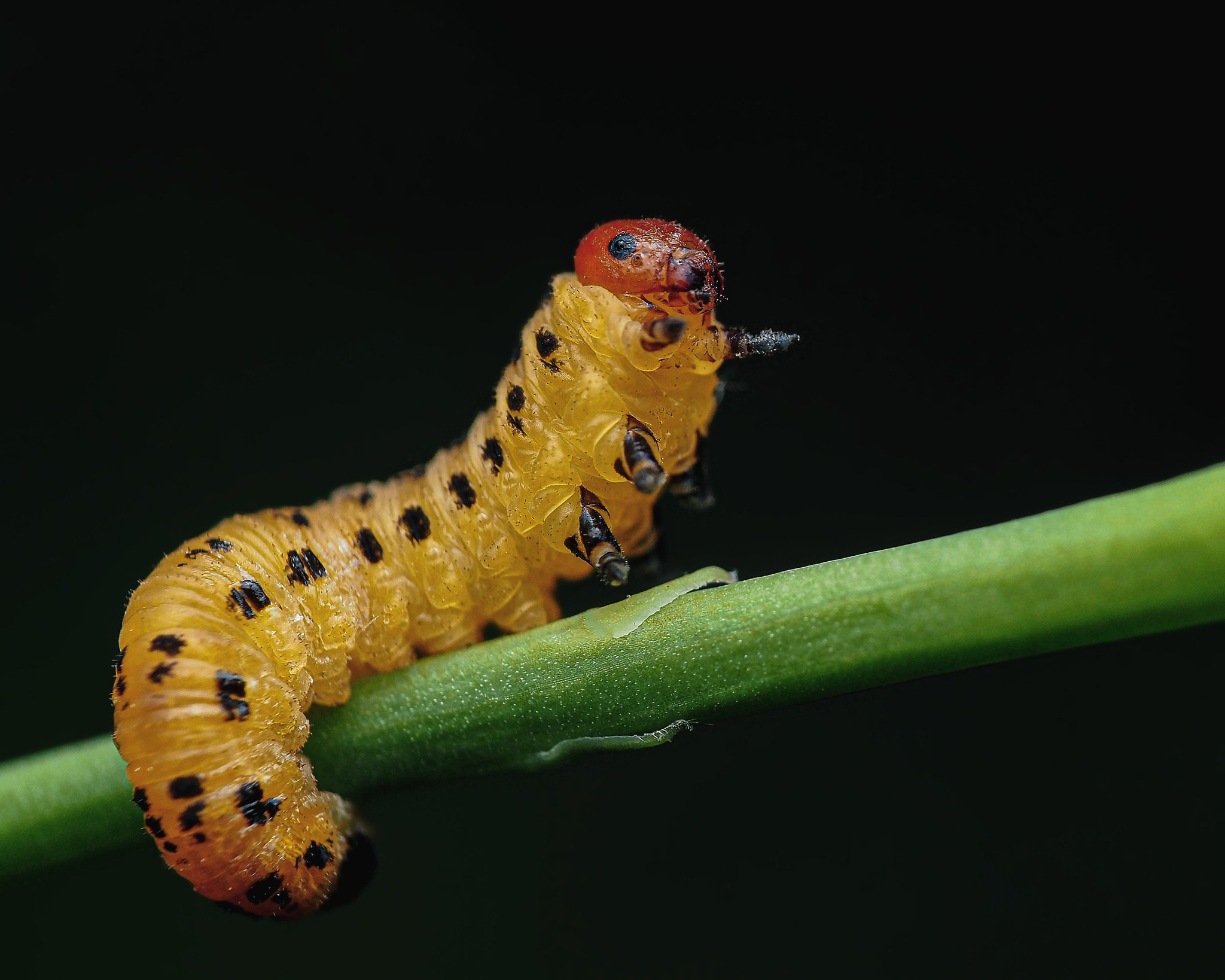 Neodiprion lecontei