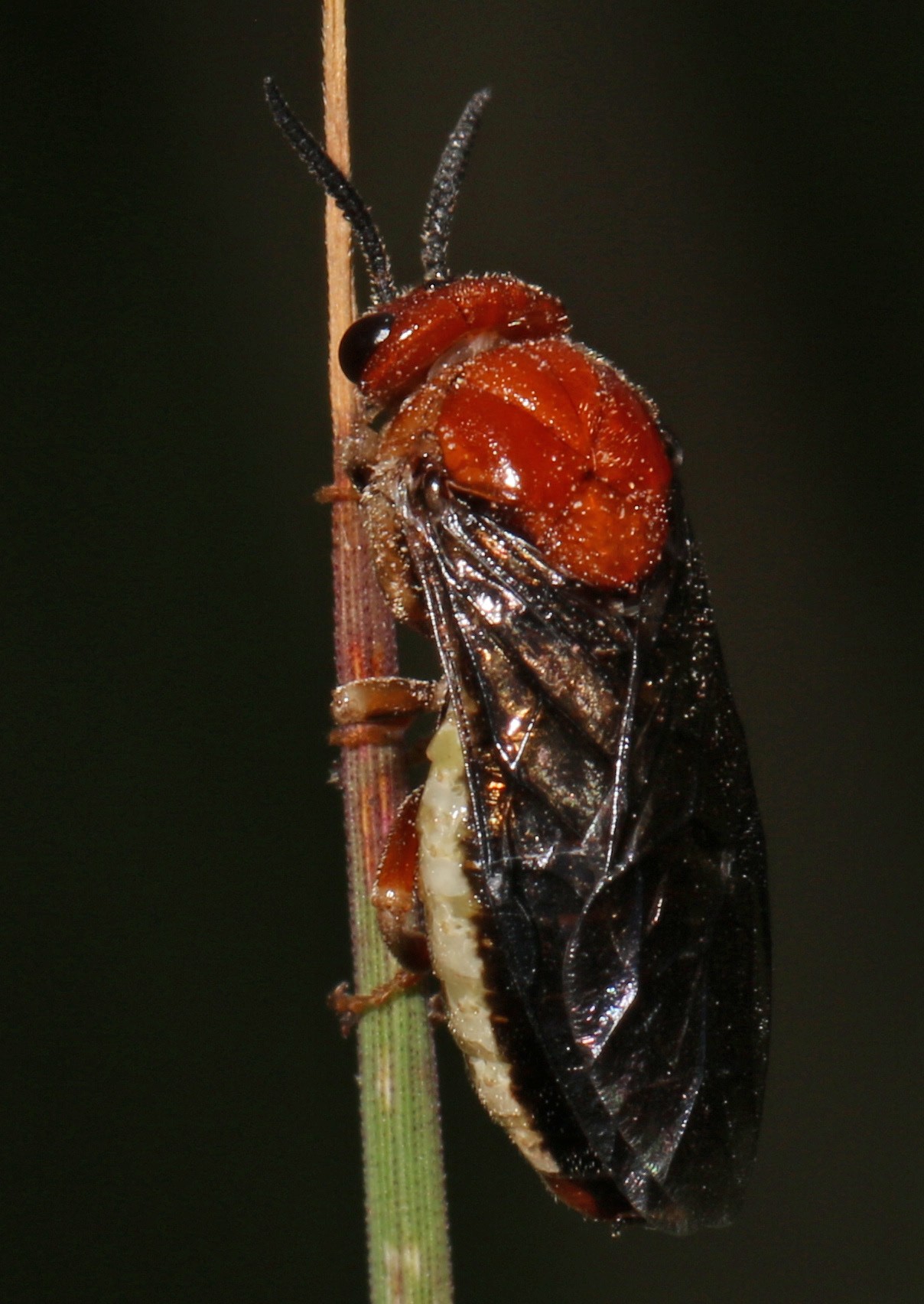 Neodiprion lecontei