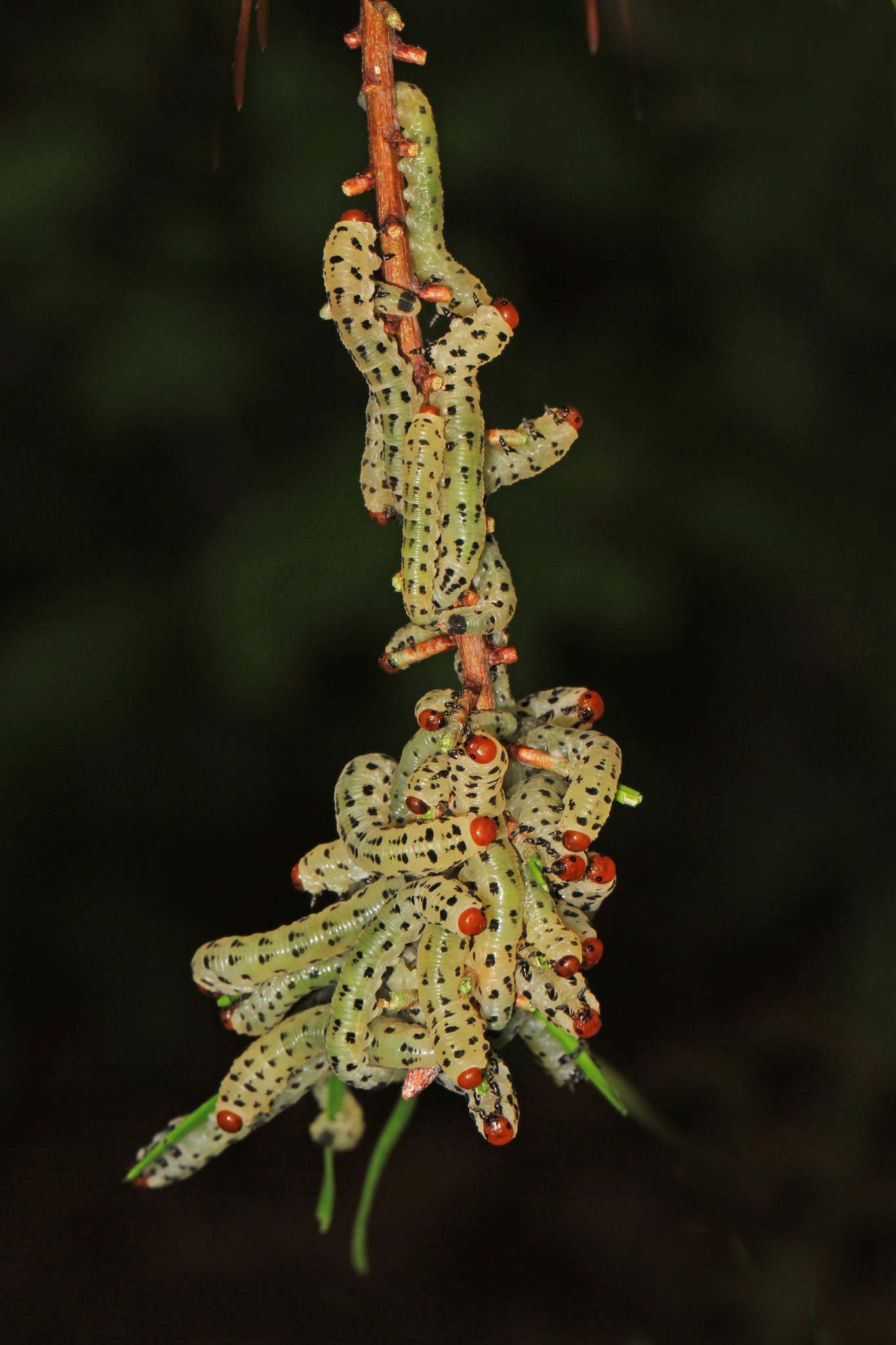 Neodiprion lecontei