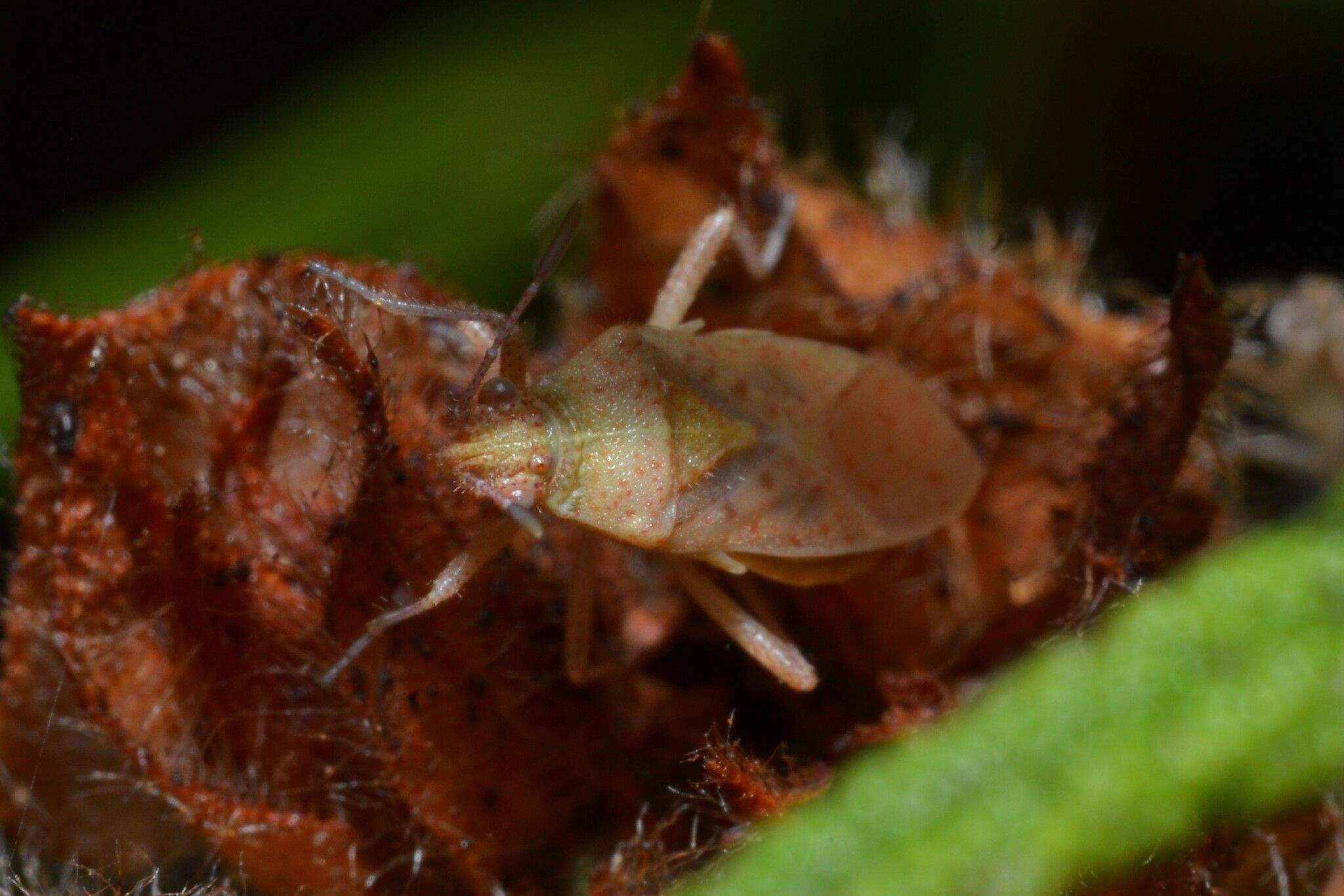 Rhopalus parumpunctatus
