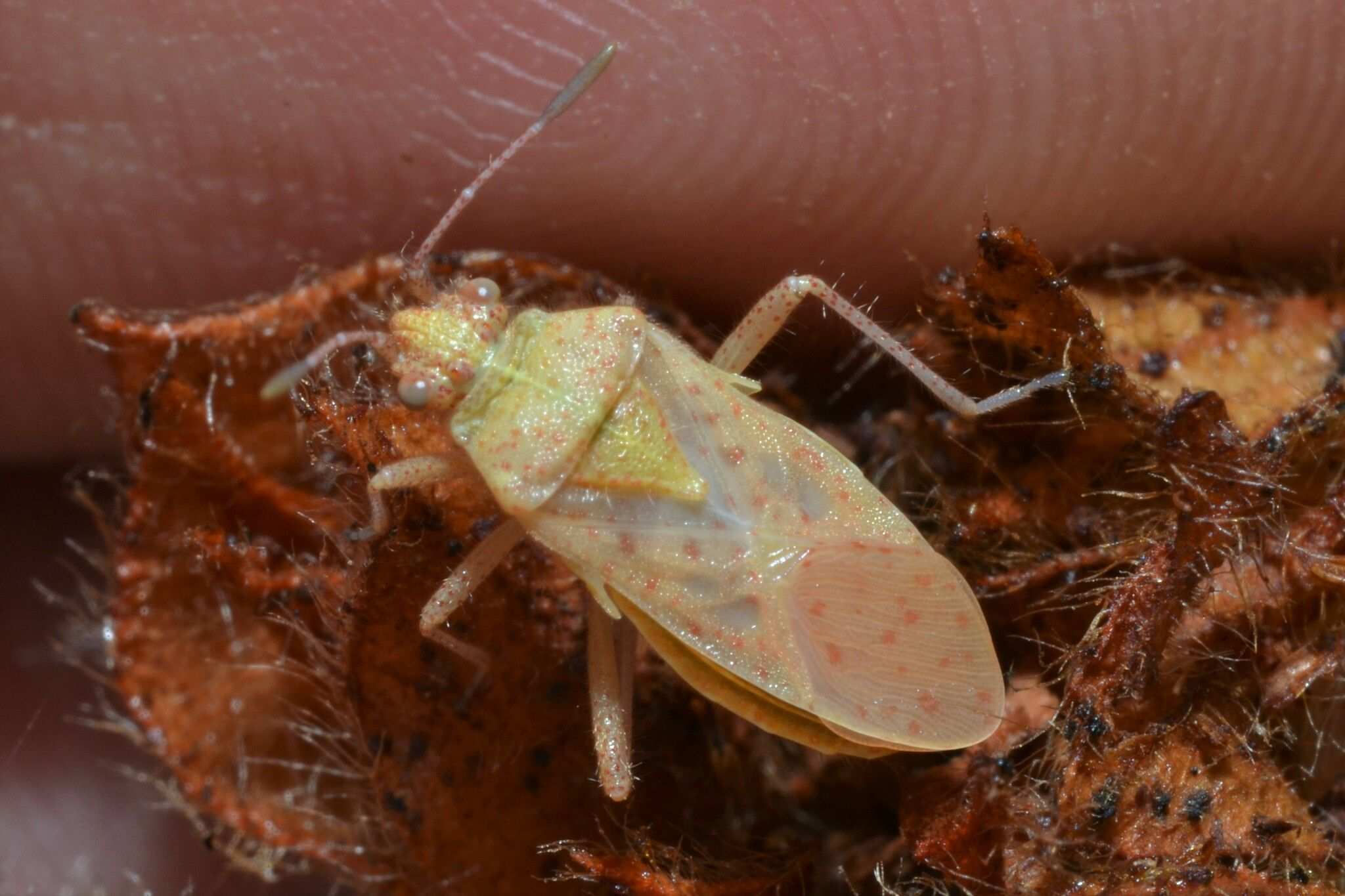 Rhopalus parumpunctatus