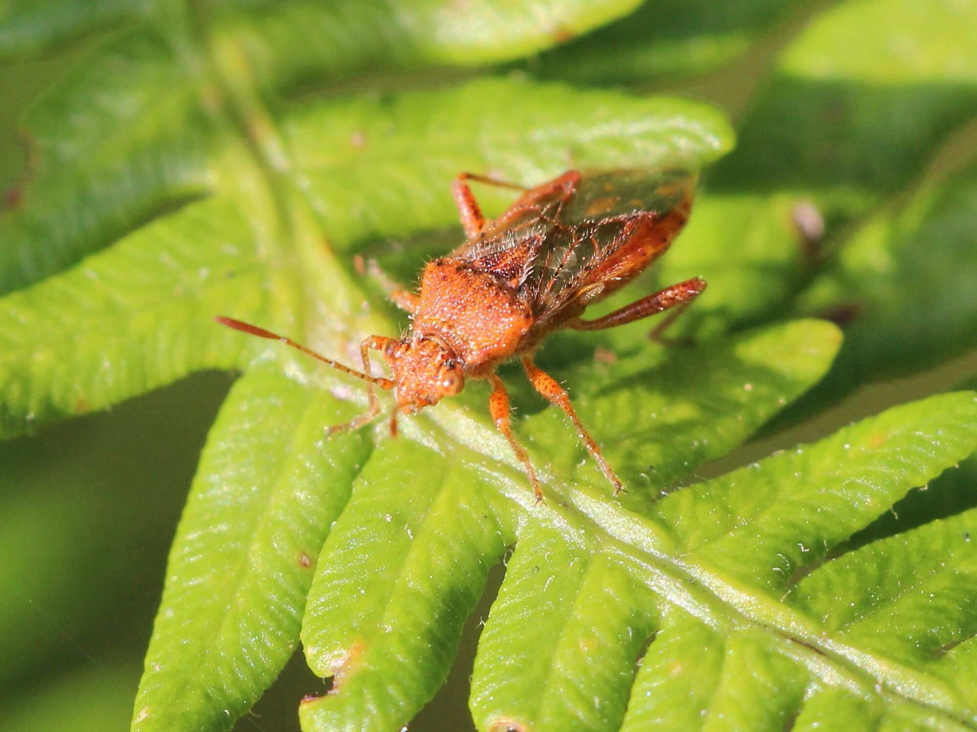 Rhopalus parumpunctatus