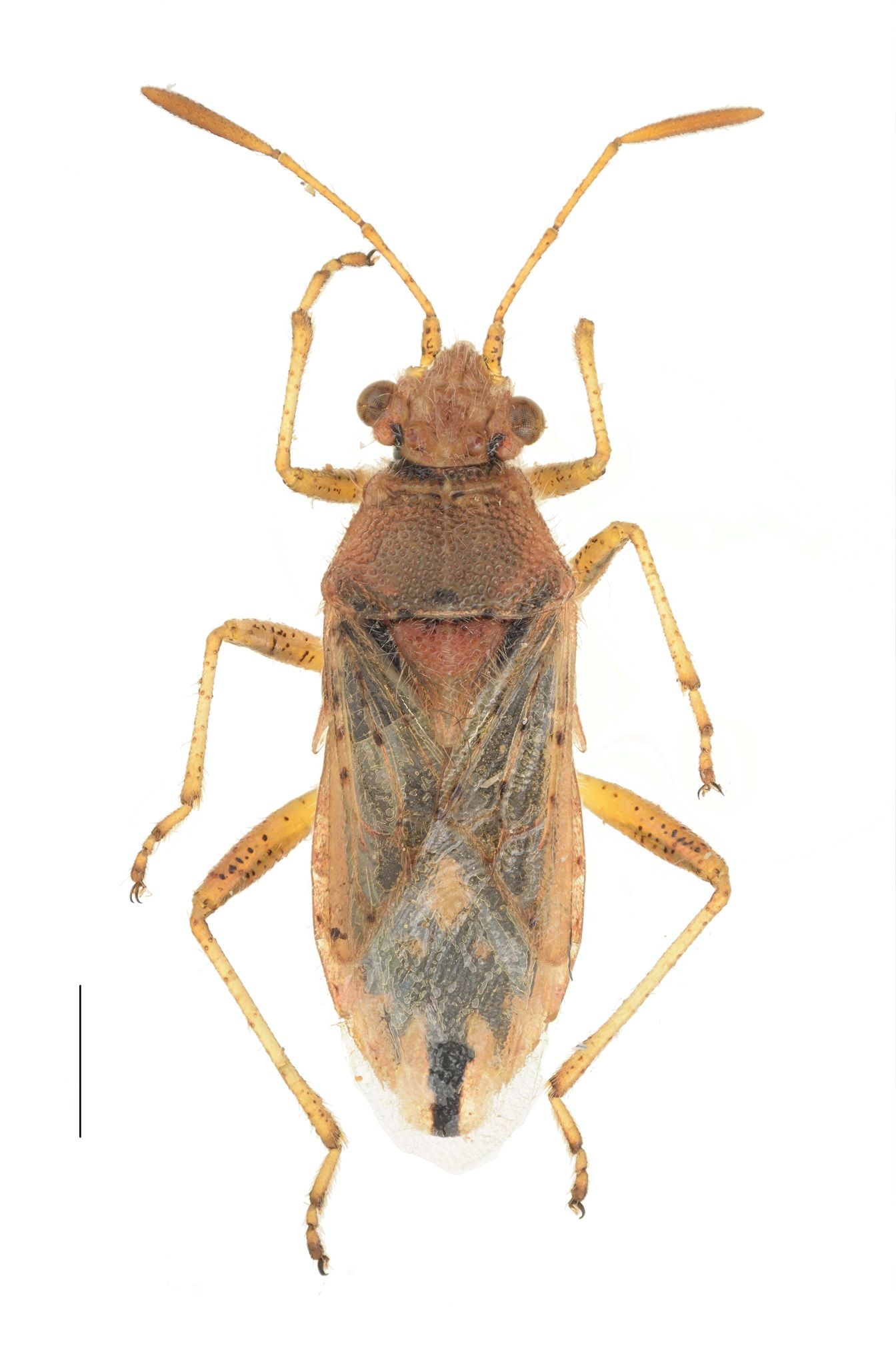 Rhopalus parumpunctatus