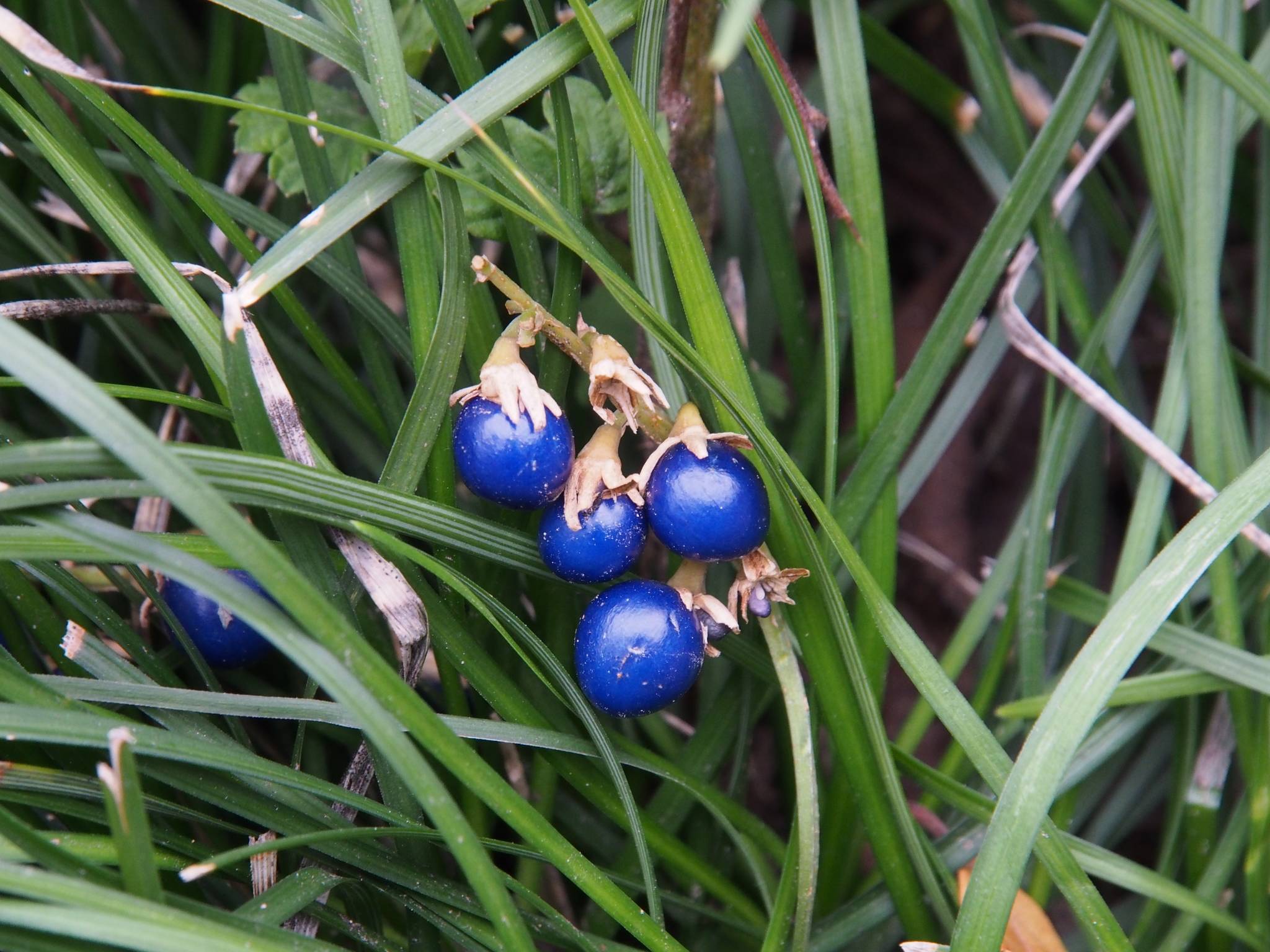 Ophiopogon japonicus
