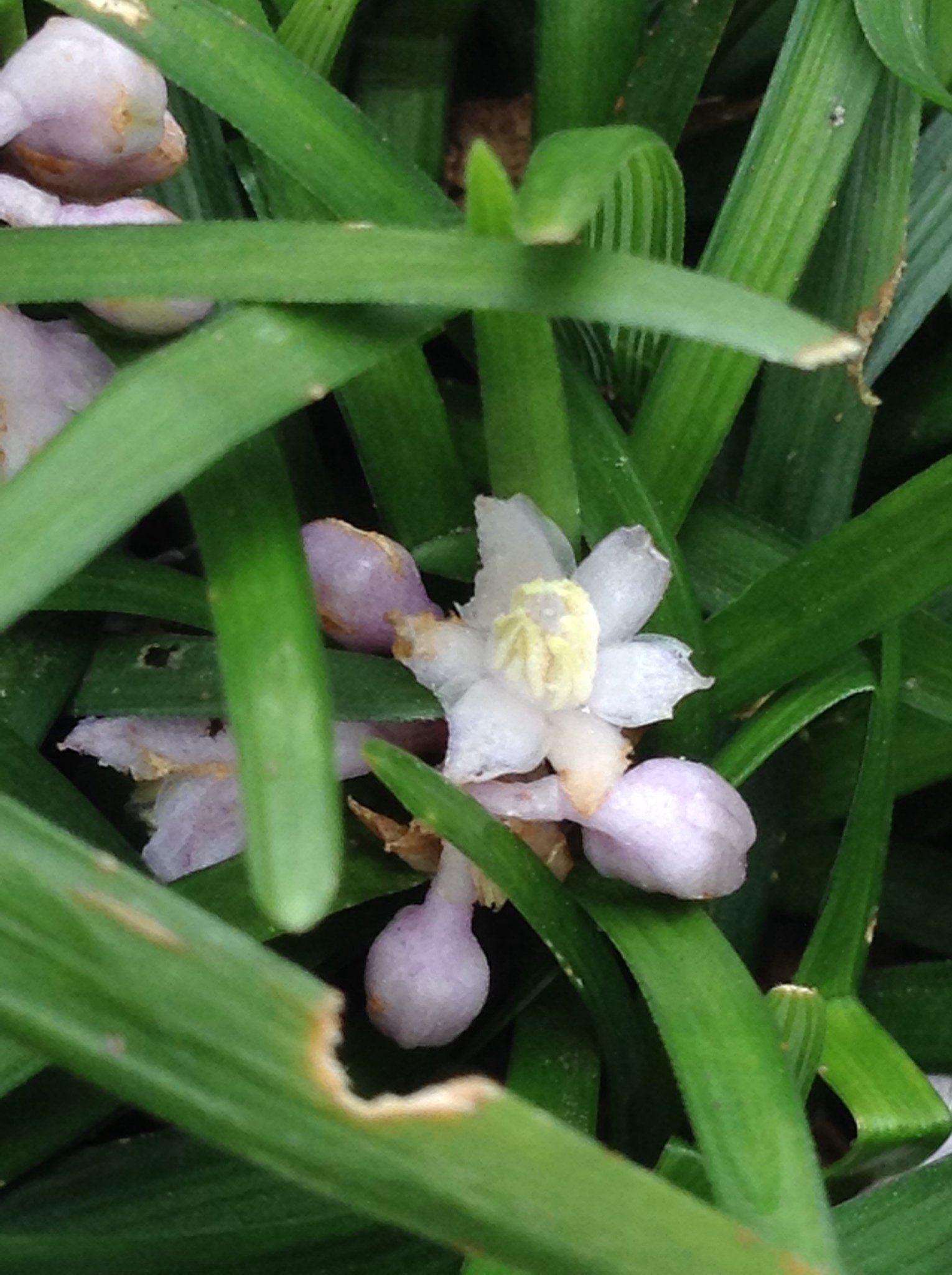 Ophiopogon japonicus