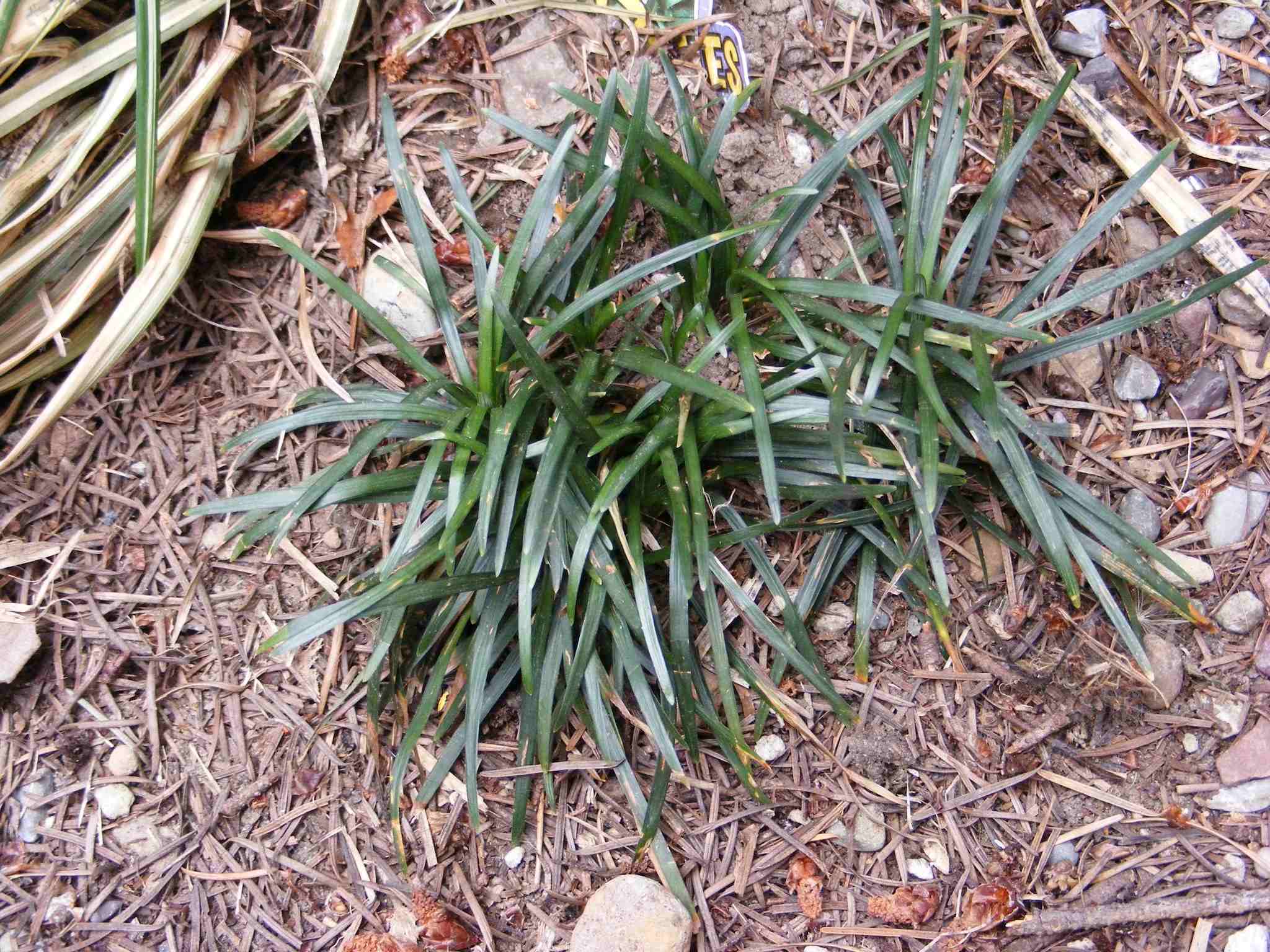 Ophiopogon japonicus