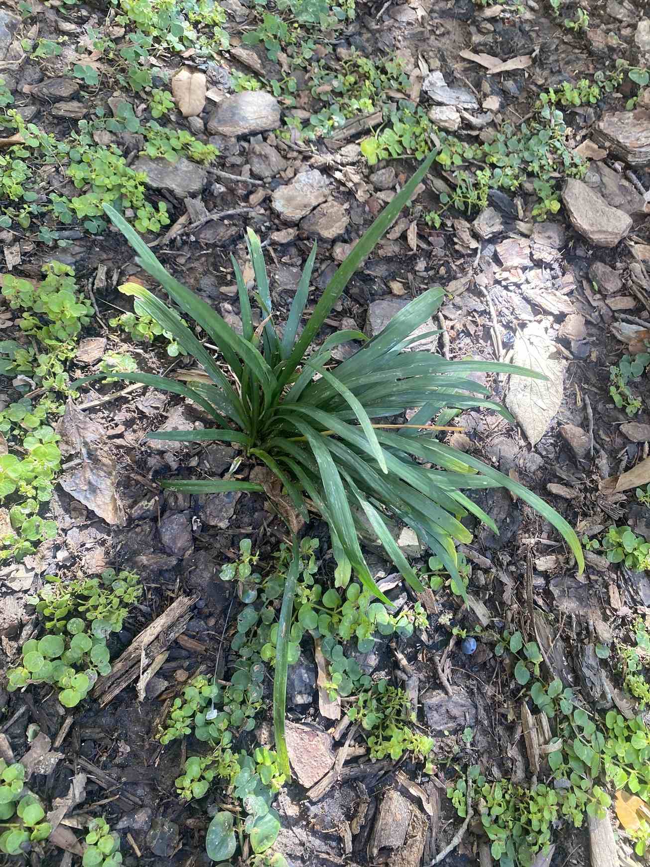 Ophiopogon japonicus