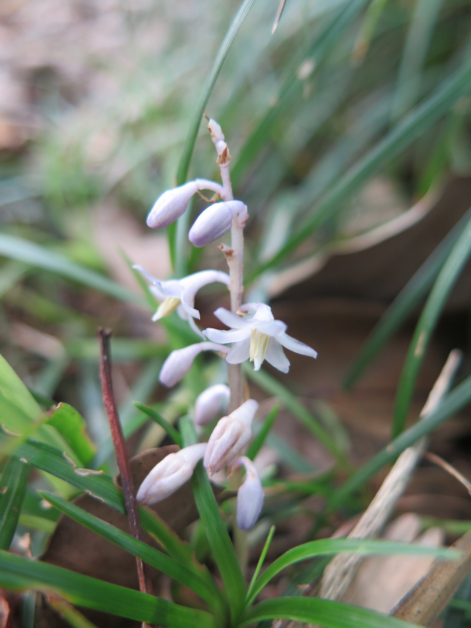 Ophiopogon japonicus