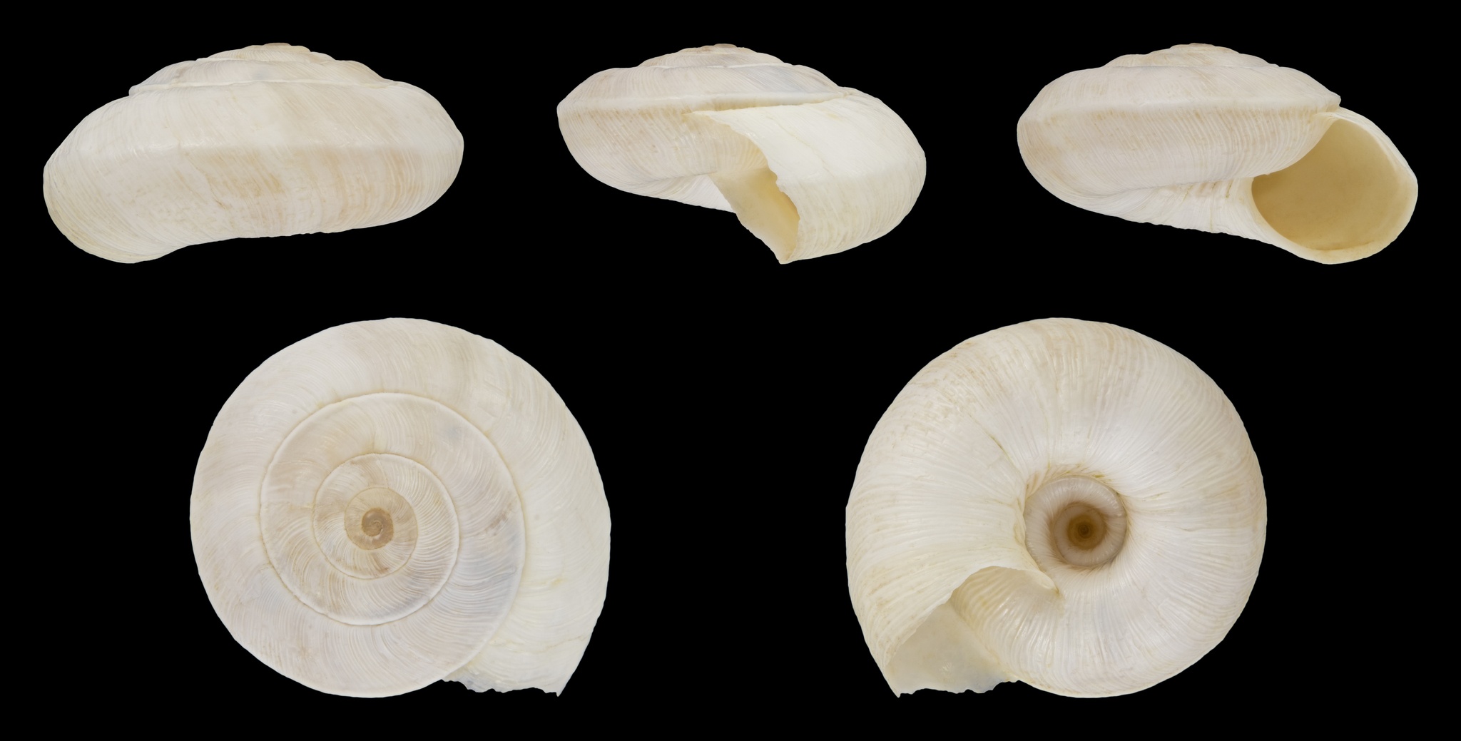 Xerolenta obvia