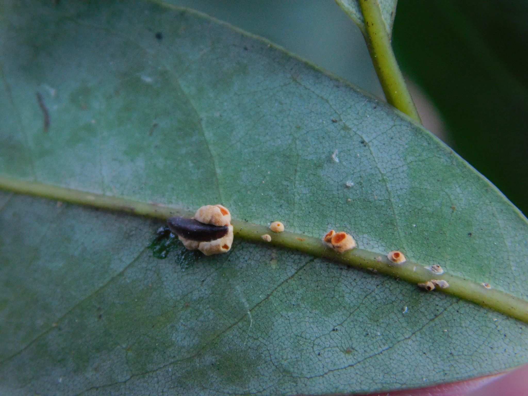 Prococcus acutissimus