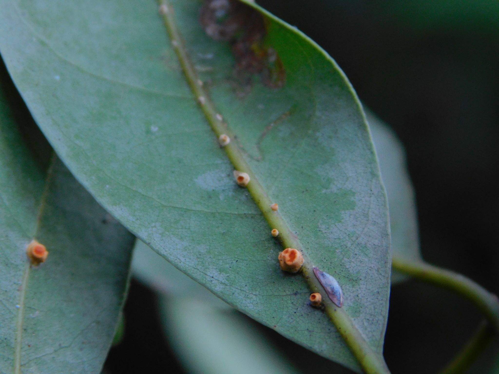 Prococcus acutissimus