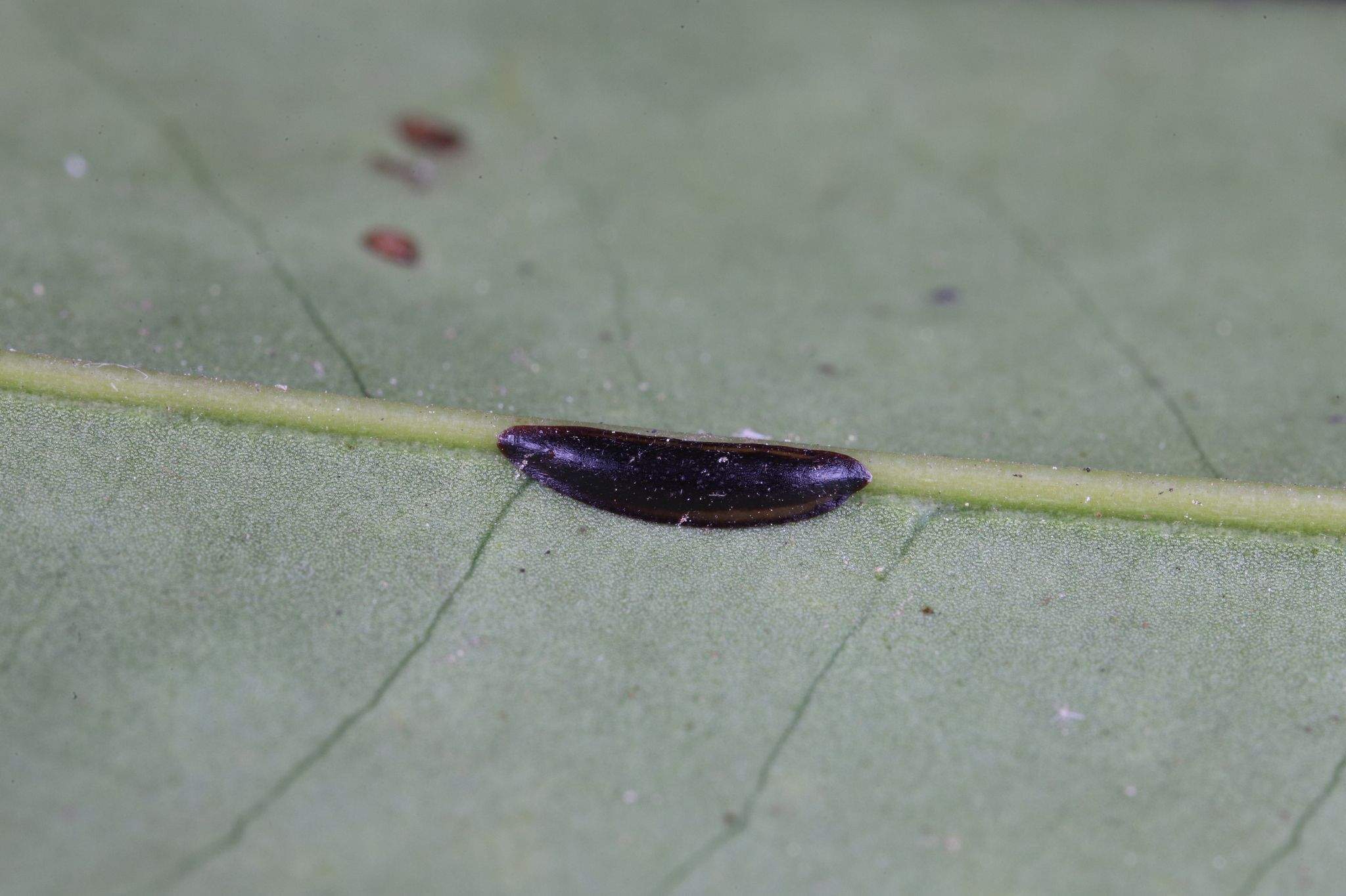 Prococcus acutissimus