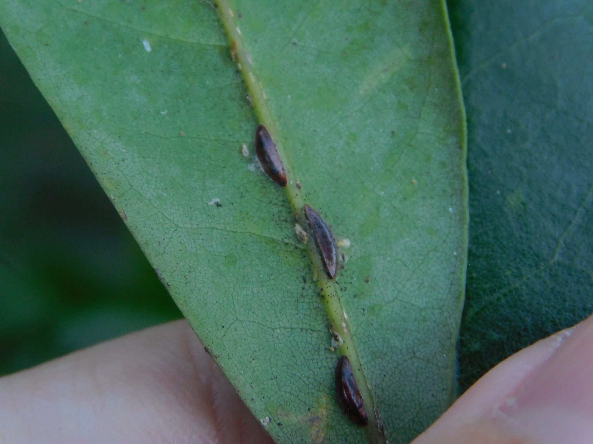 Prococcus acutissimus