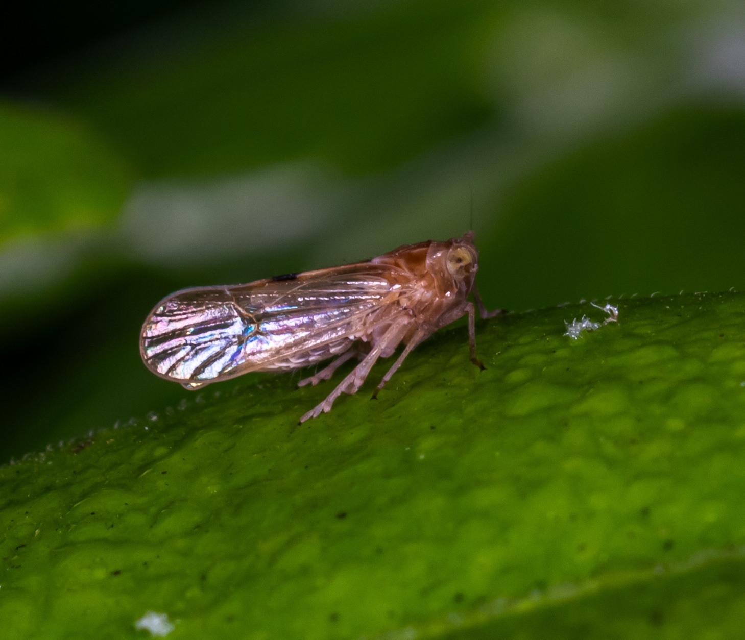 Nilaparvata lugens