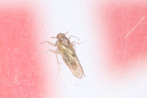 Nilaparvata lugens
