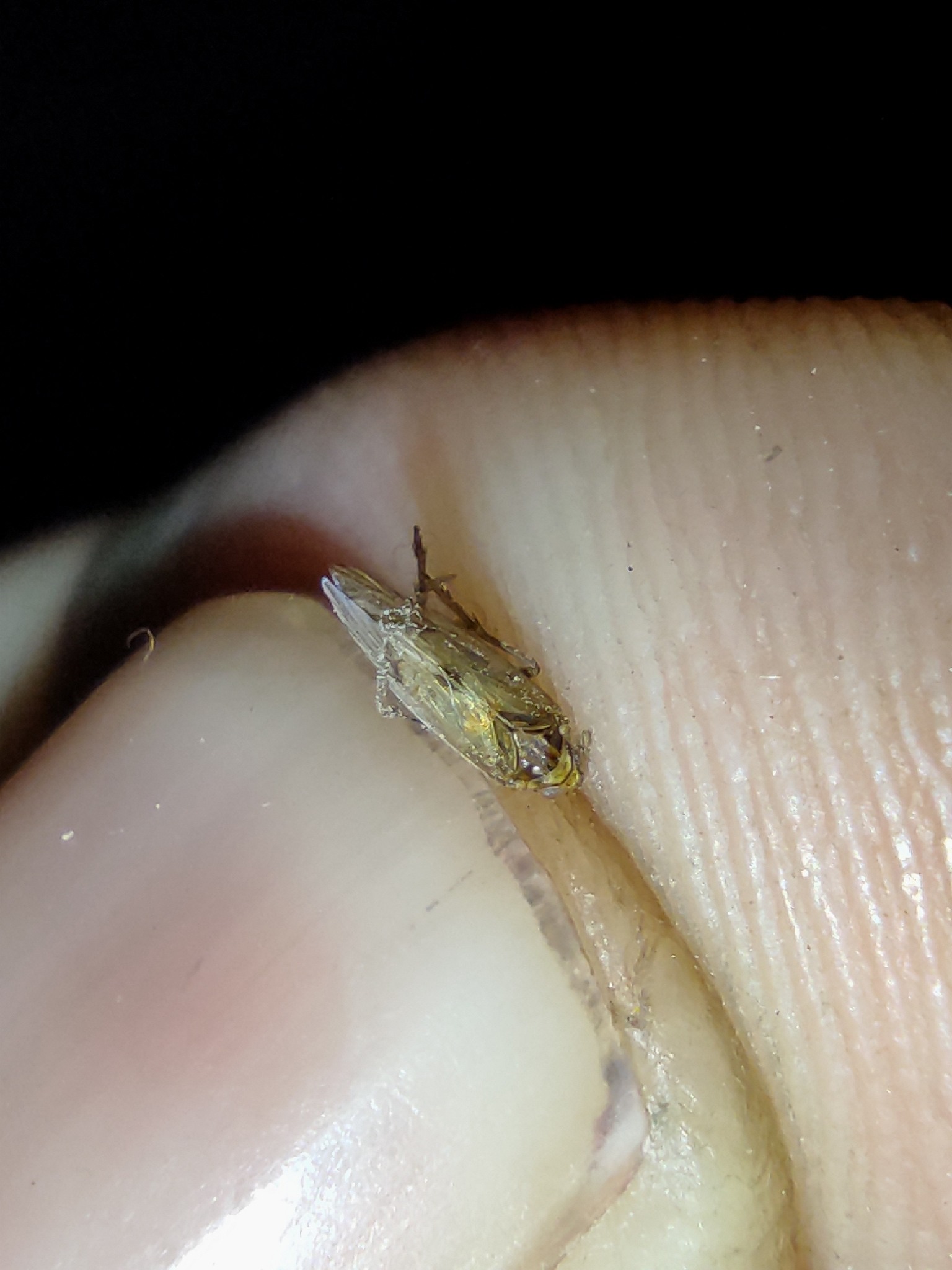 Nilaparvata lugens
