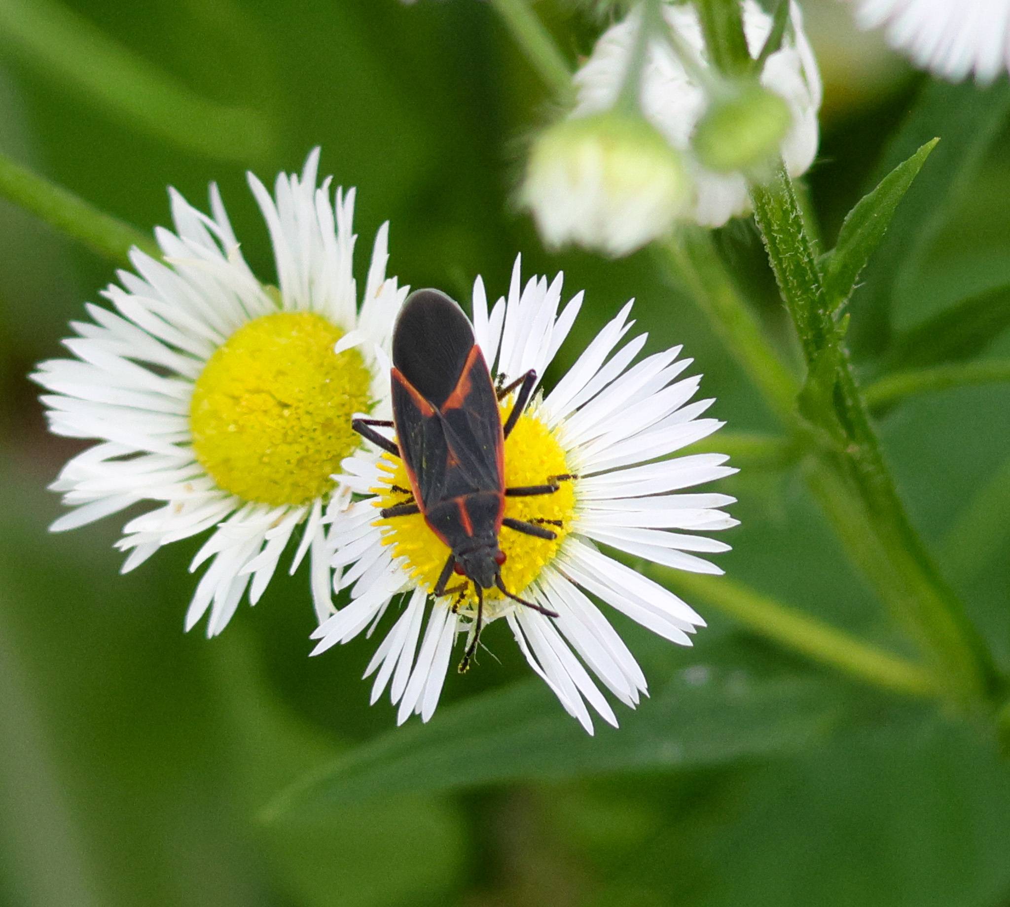 Lygaeus
